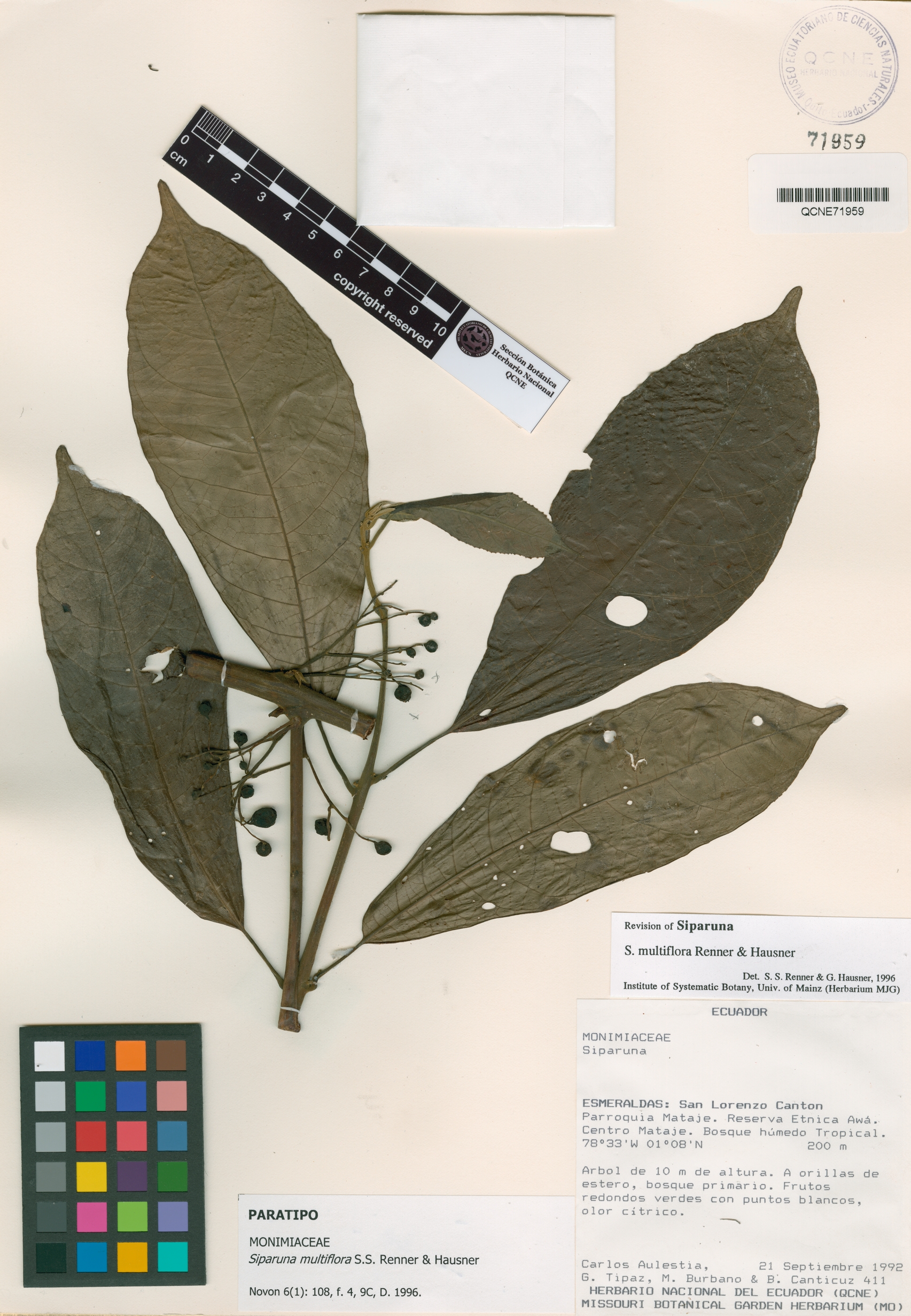 Siparuna multiflora image