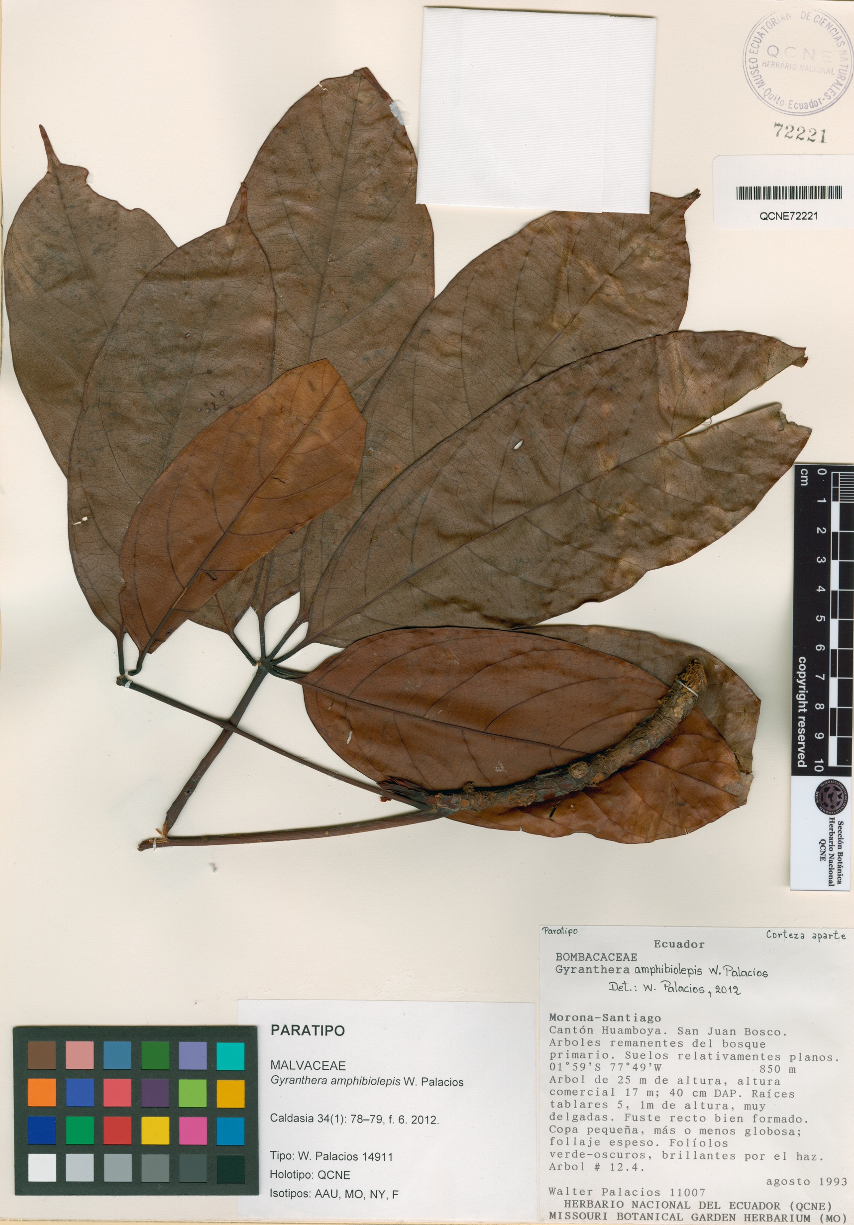 Gyranthera amphibiolepis image