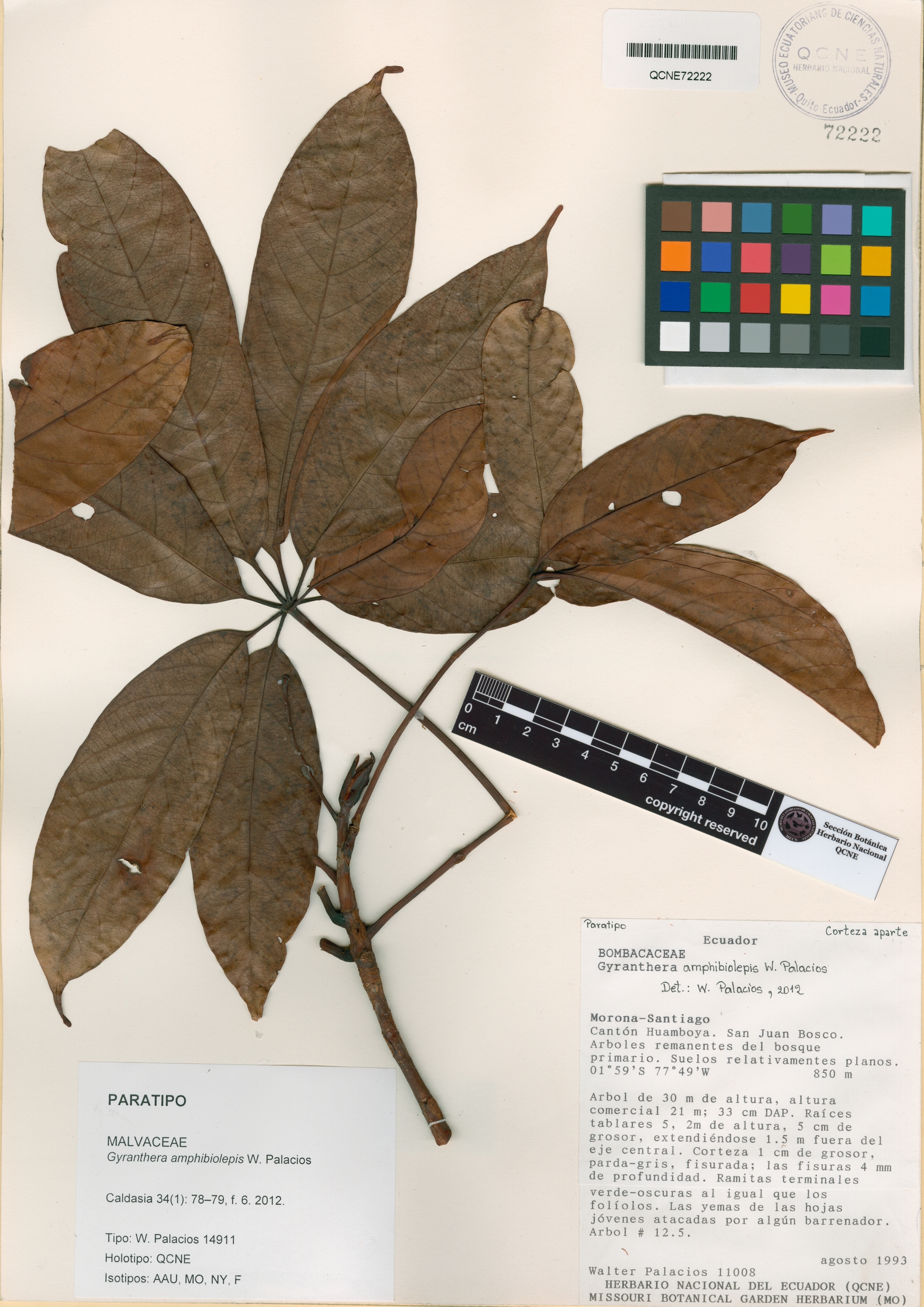 Gyranthera amphibiolepis image