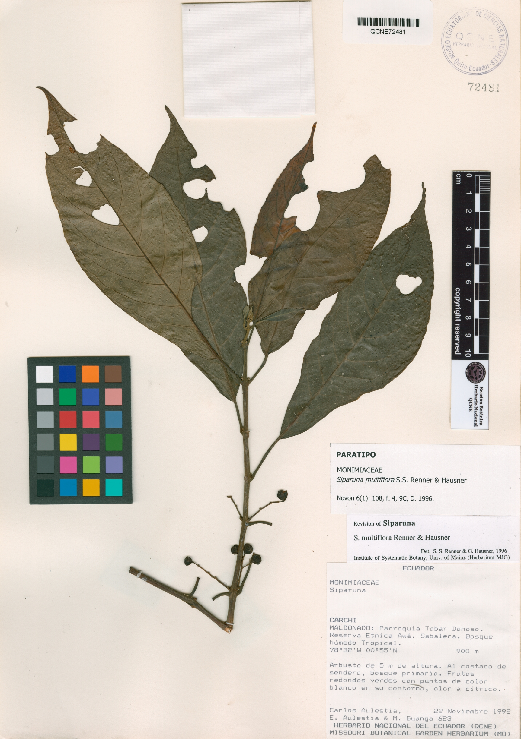 Siparuna multiflora image