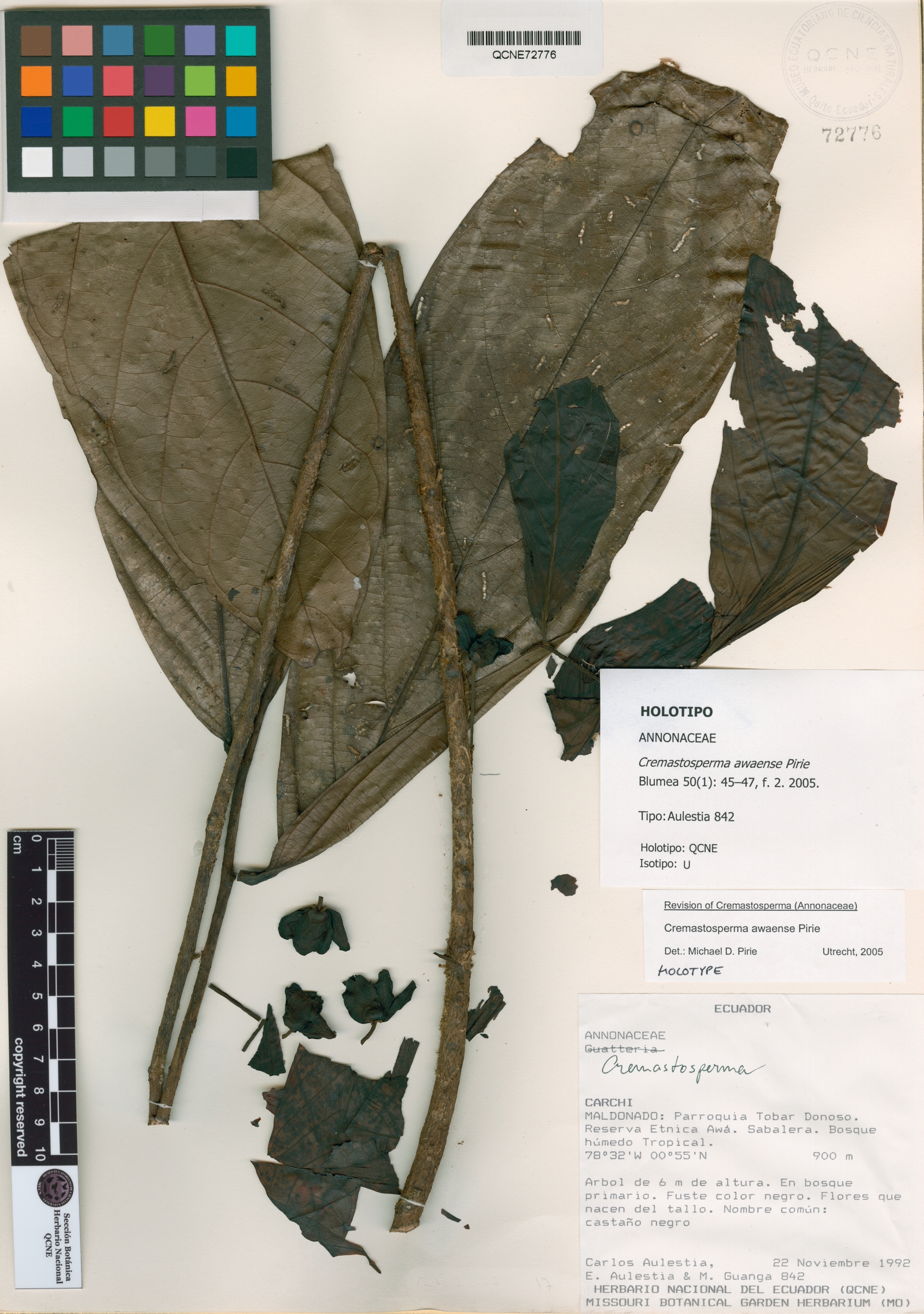 Cremastosperma image