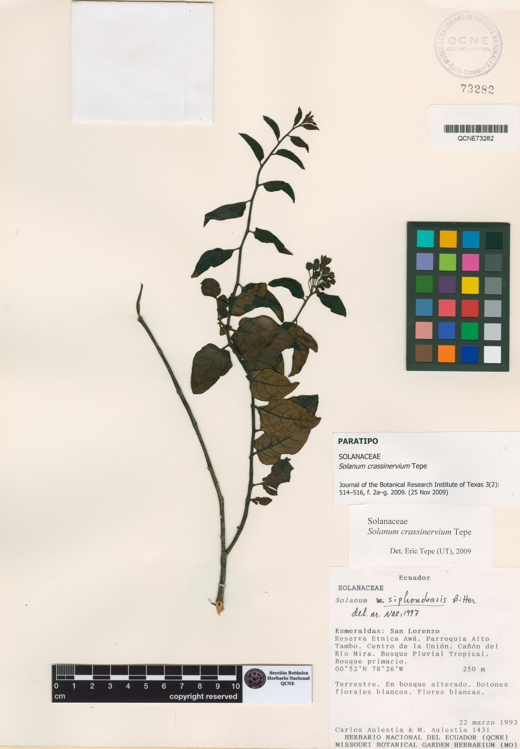 Solanum crassinervium image