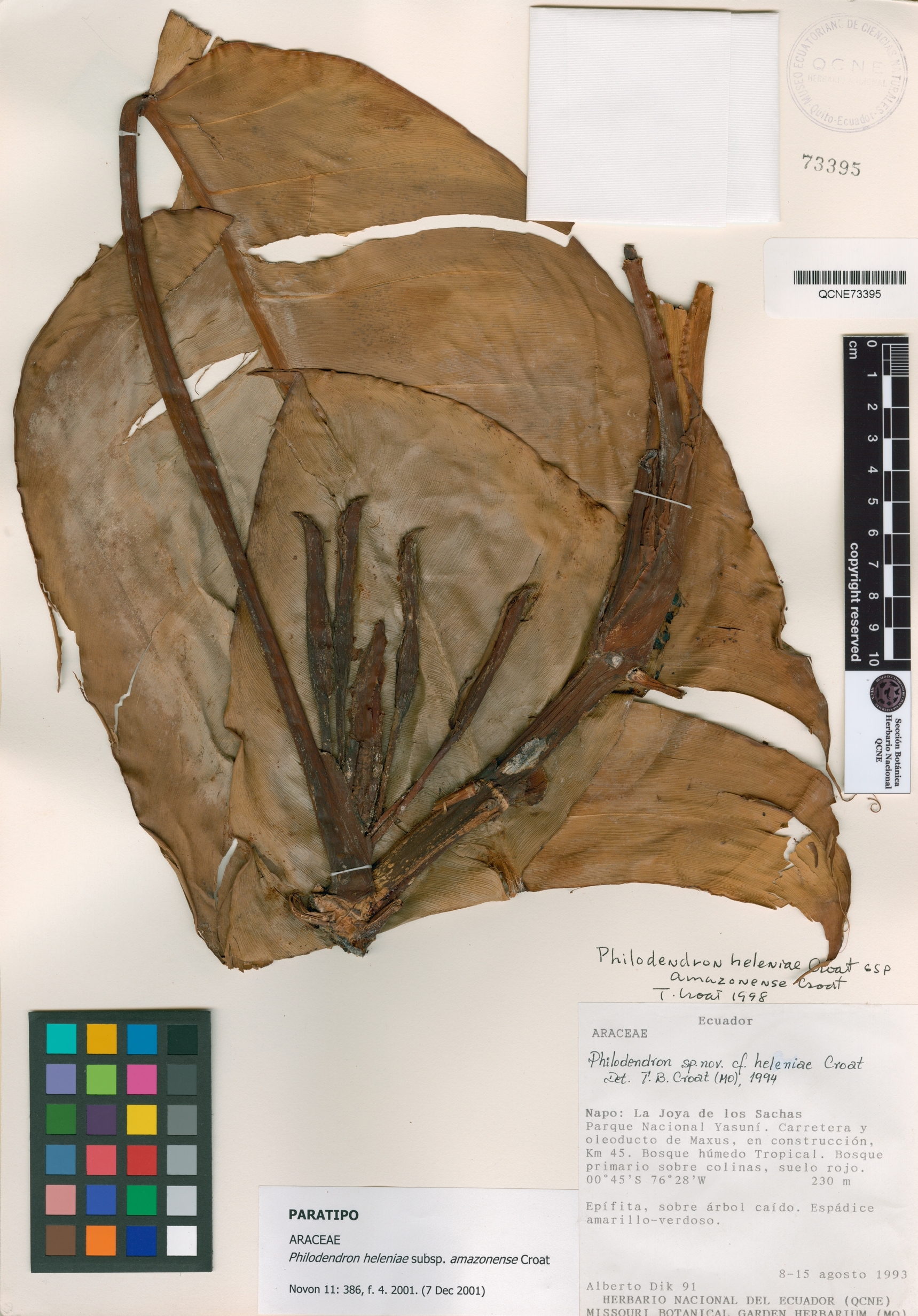 Philodendron heleniae subsp. amazonense image