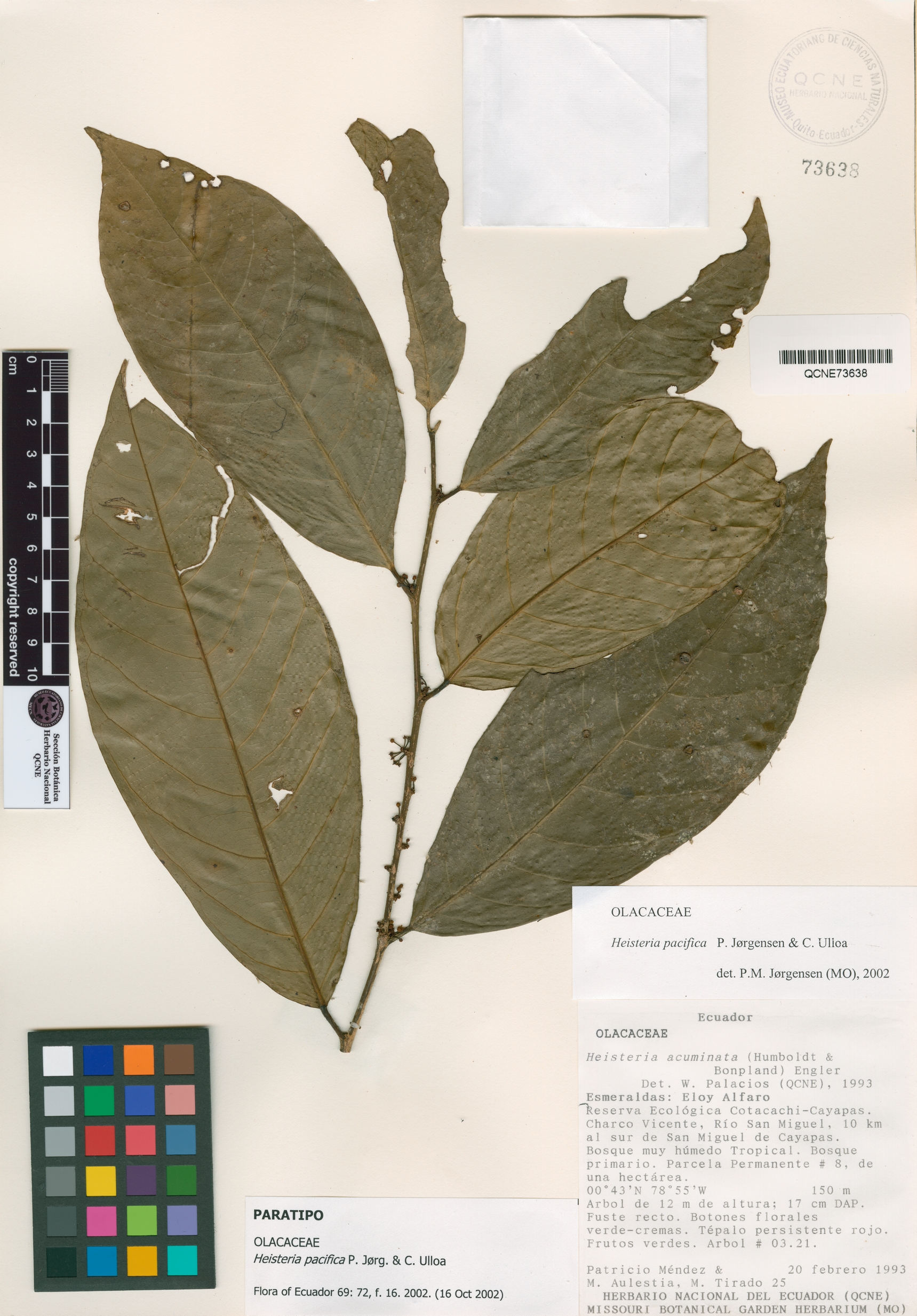 Heisteria pacifica image