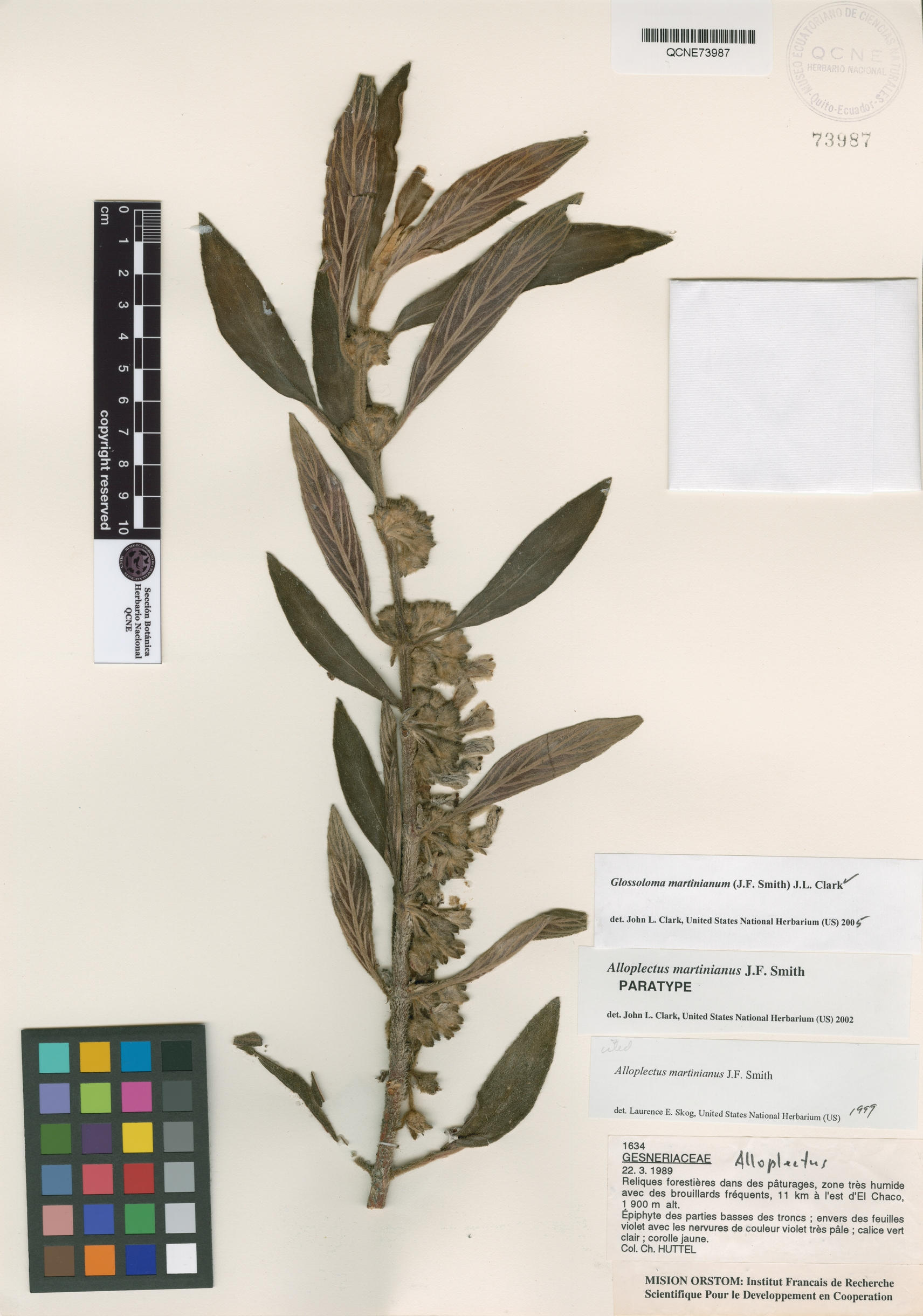 Alloplectus martinianus image