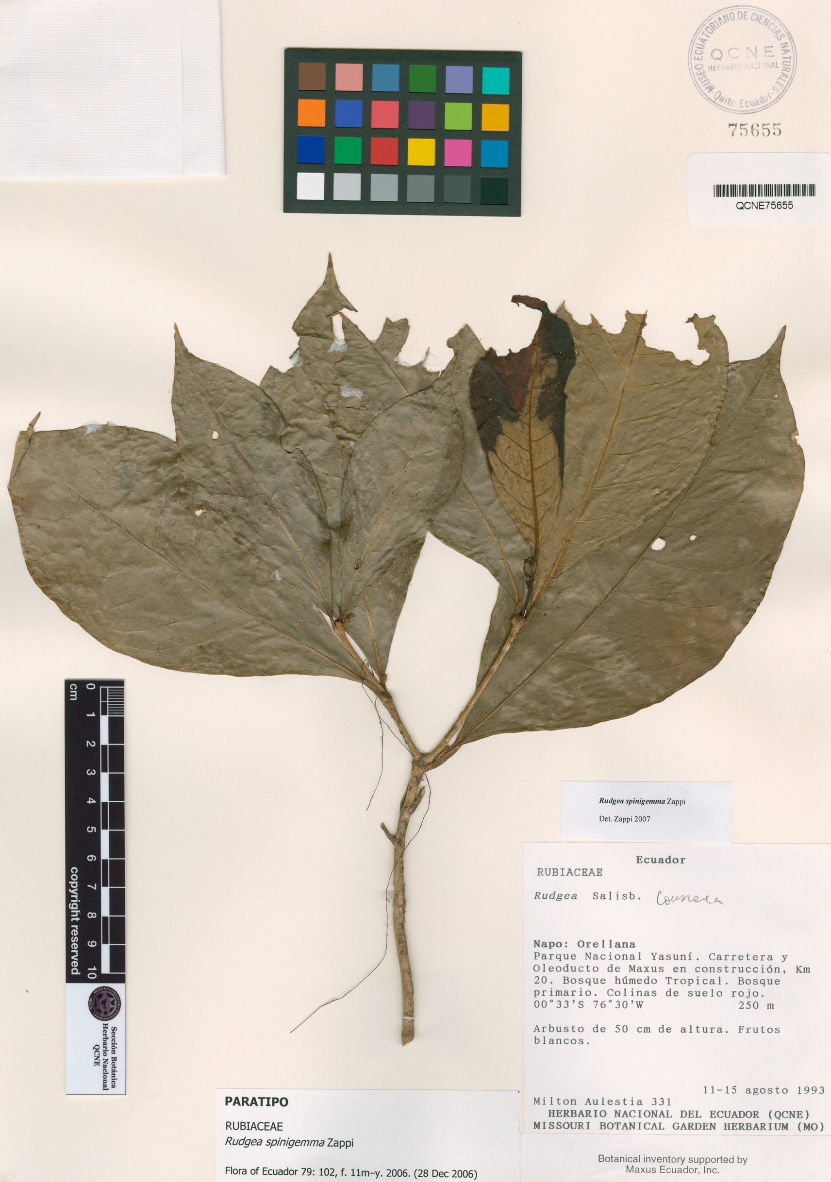 Rudgea spinigemma image