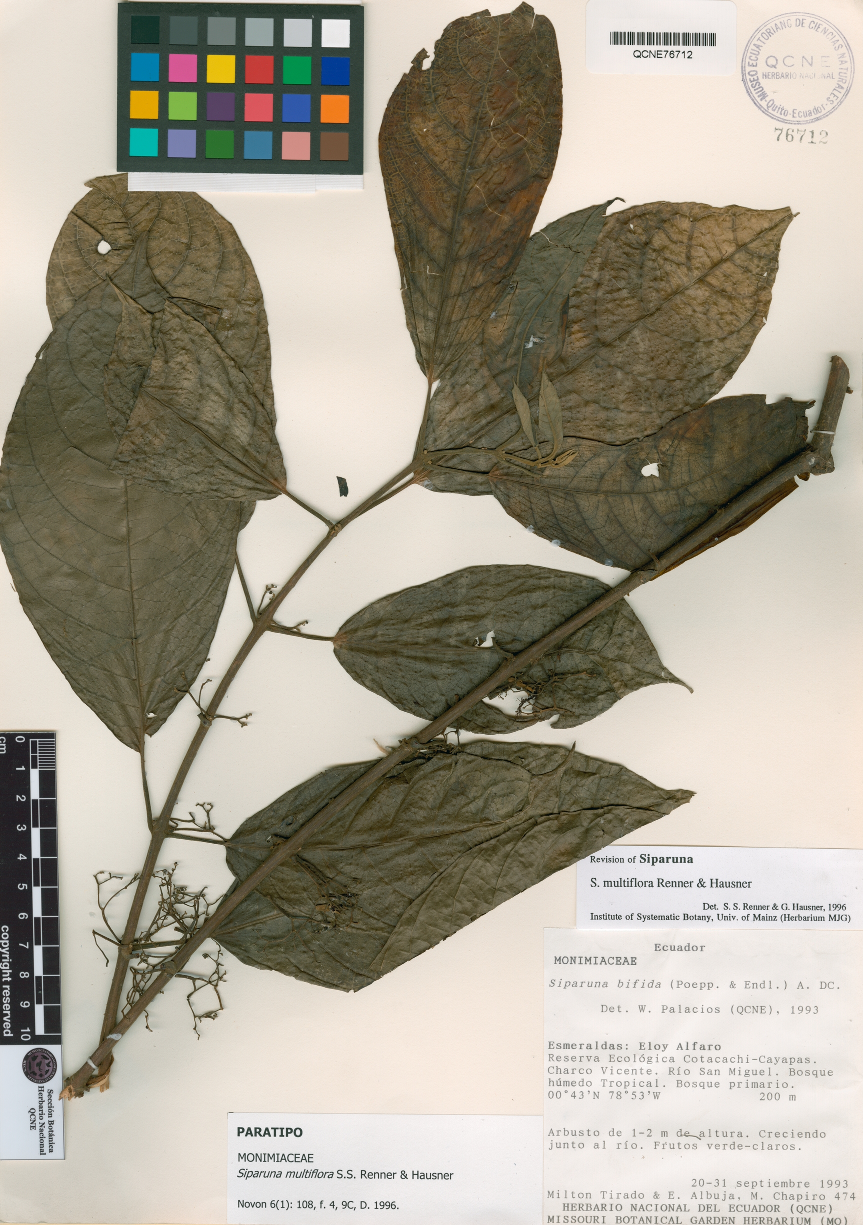 Siparuna multiflora image