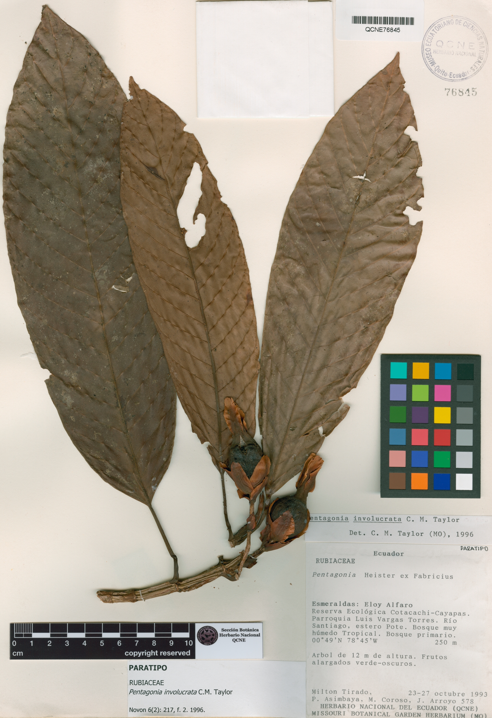 Pentagonia involucrata image