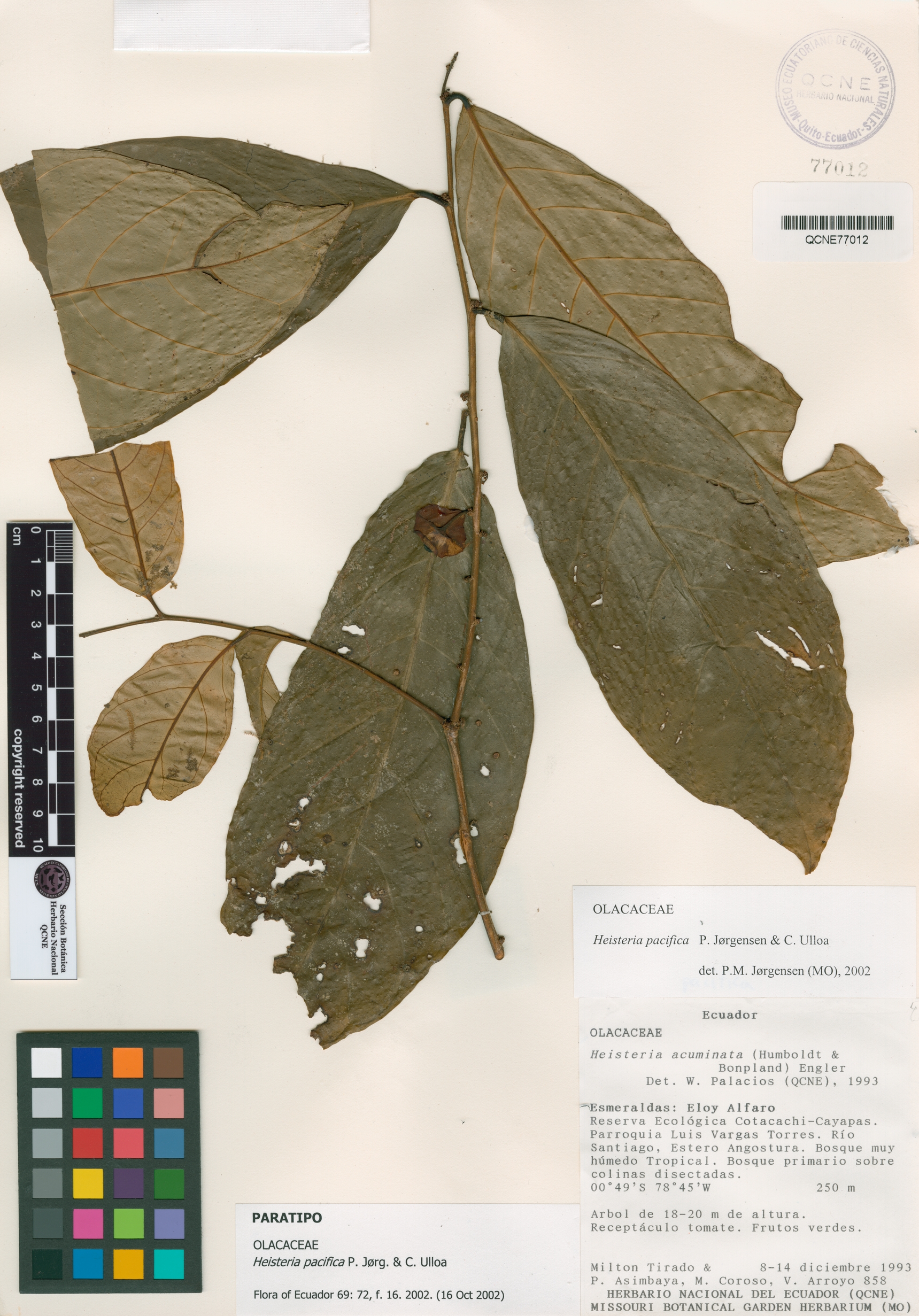 Heisteria pacifica image