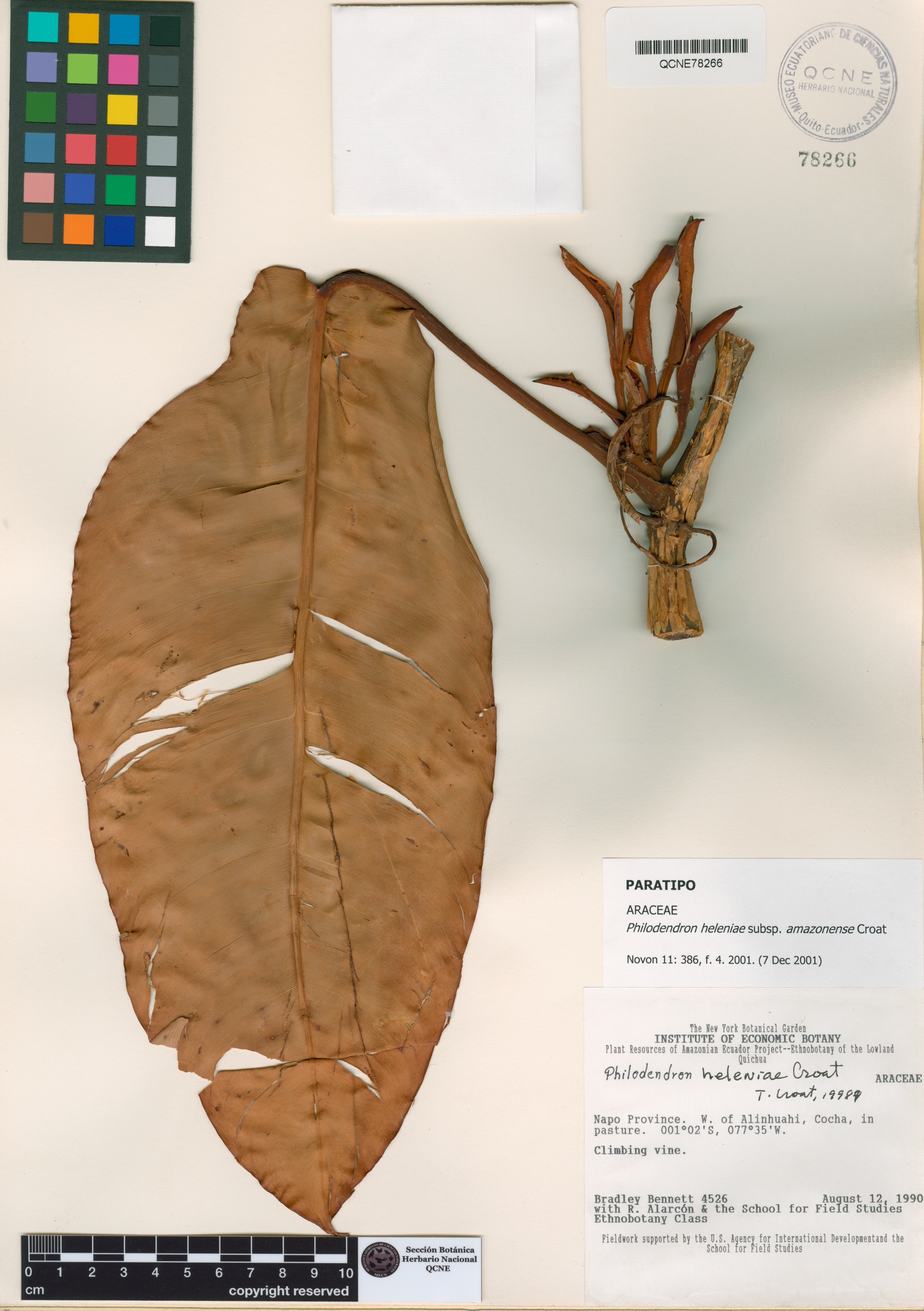 Philodendron heleniae image