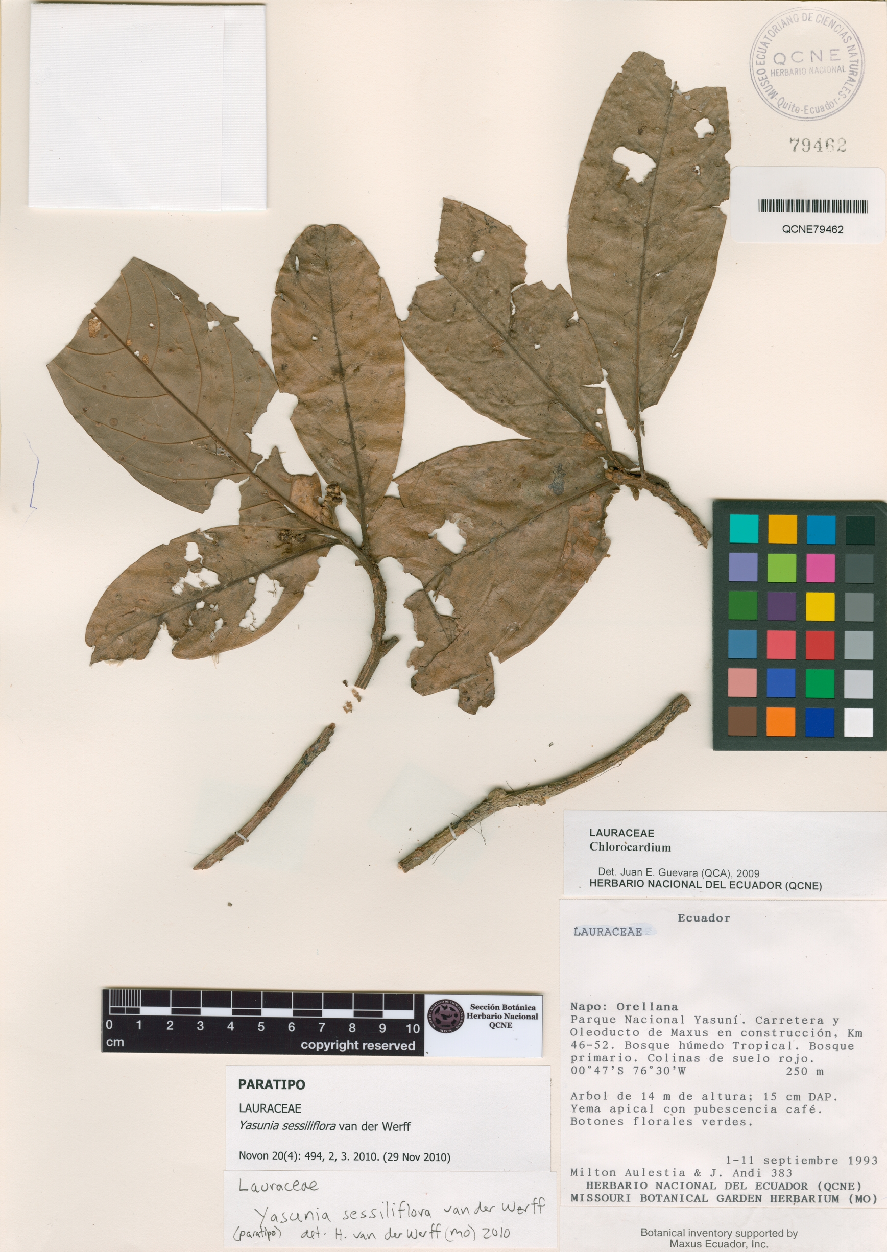 Yasunia sessiliflora image