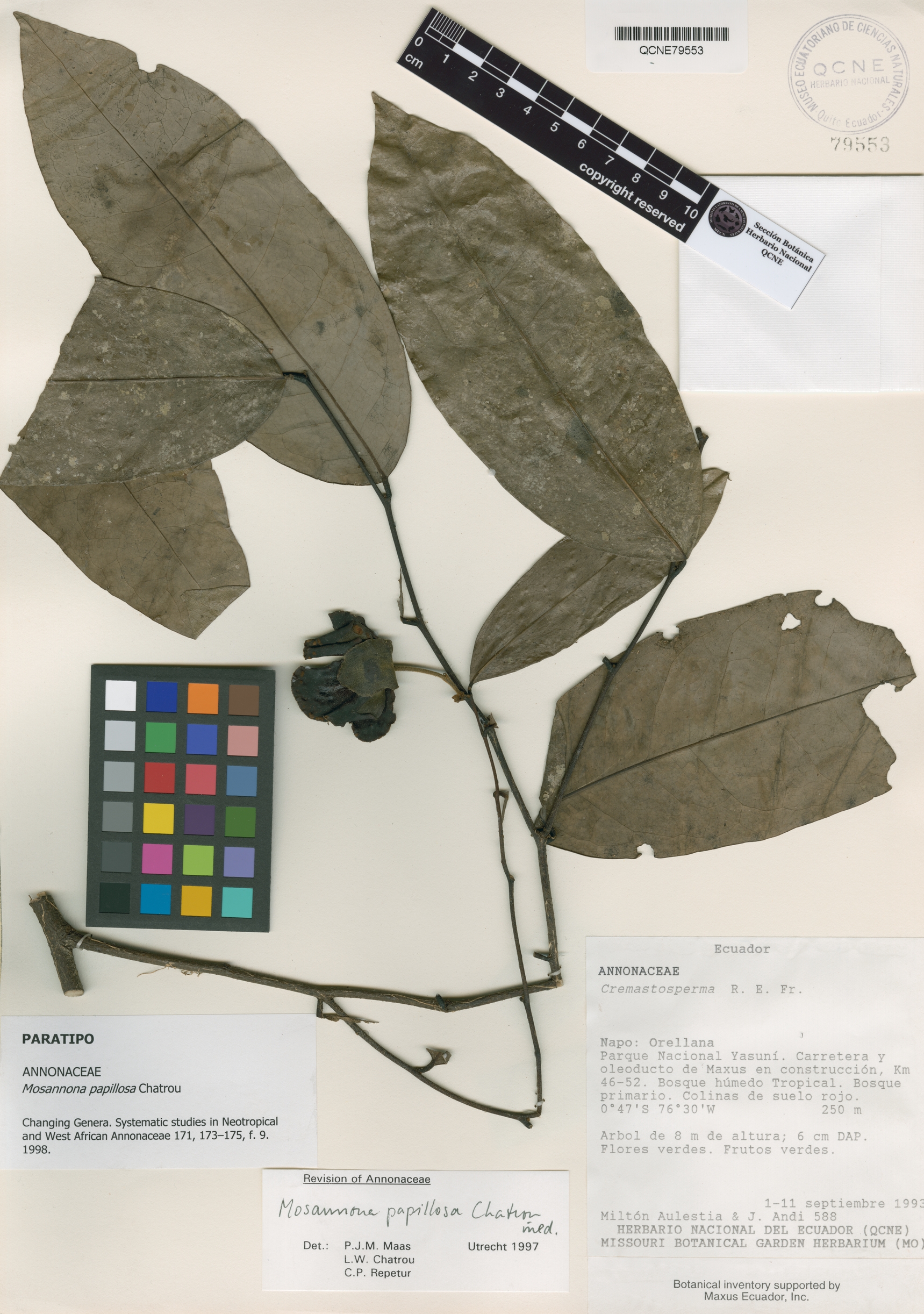 Mosannona papillosa image