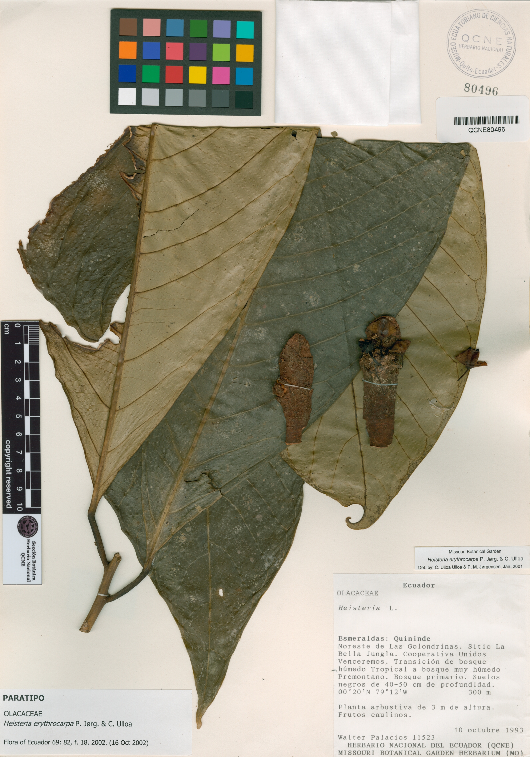 Heisteria erythrocarpa image