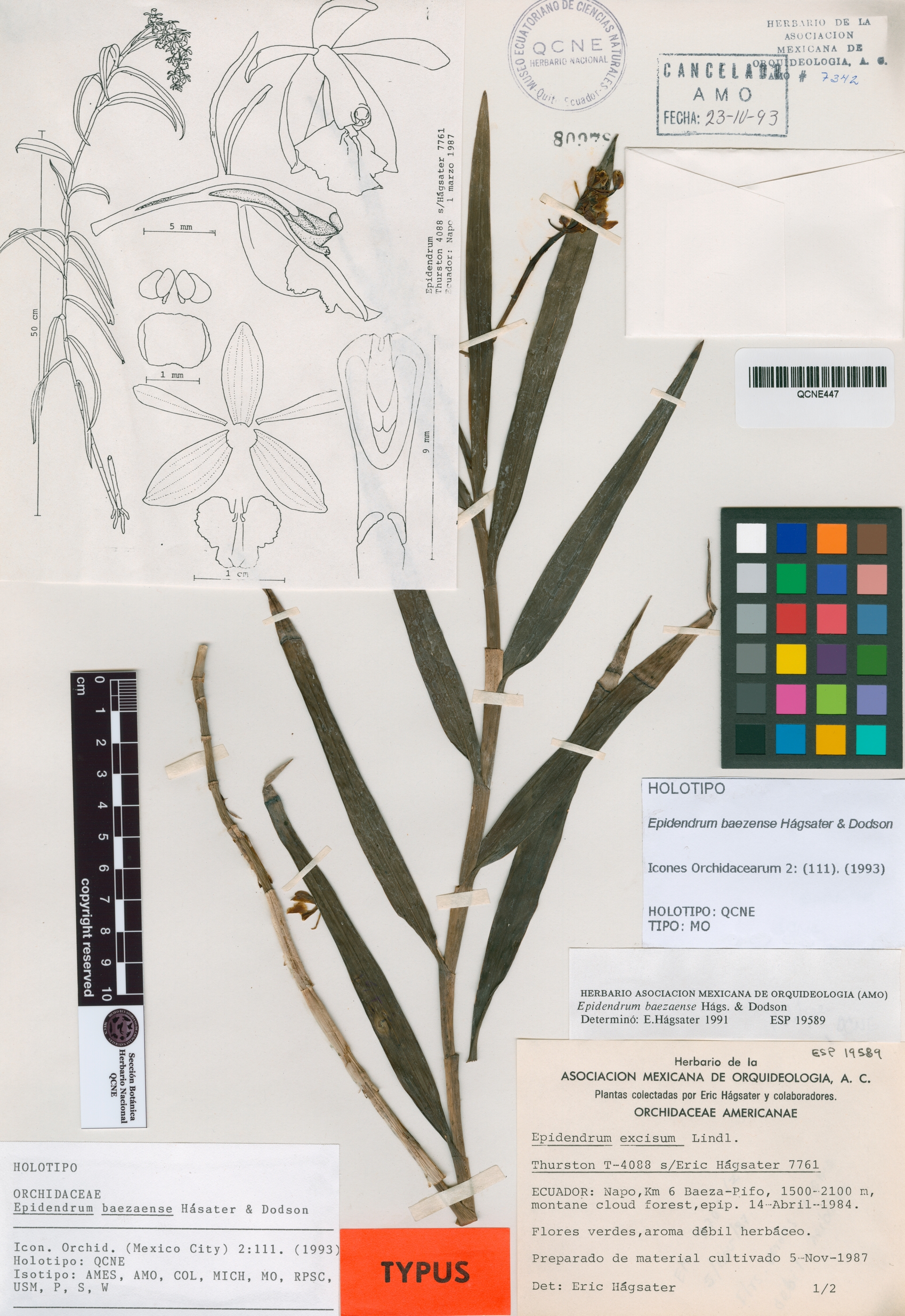 Epidendrum baezense image