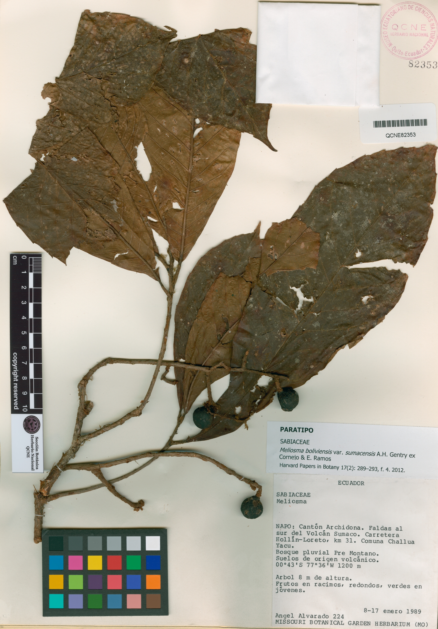 Meliosma boliviensis image