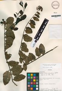 Solanum crassinervium image