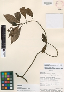 Psychotria convergens image