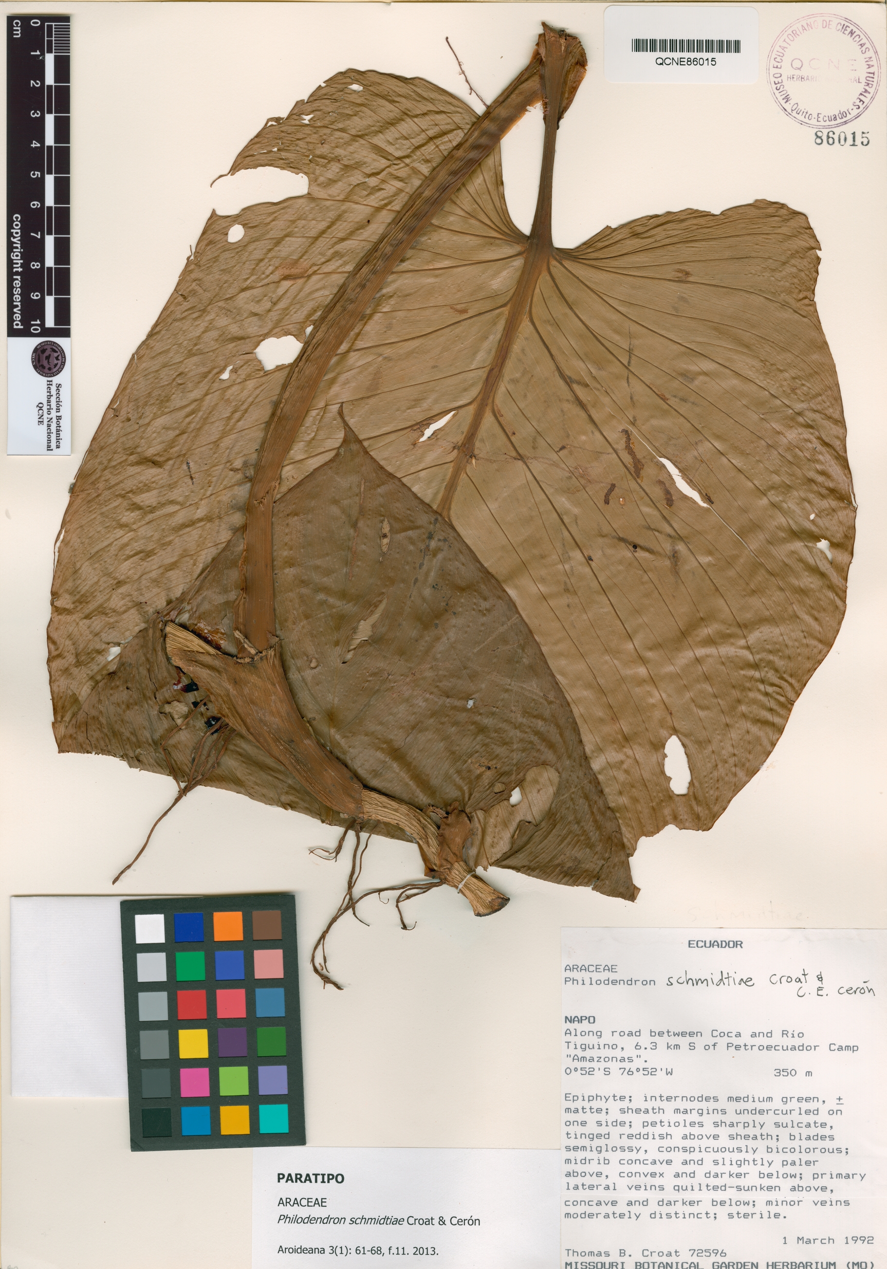 Philodendron schmidtiae image