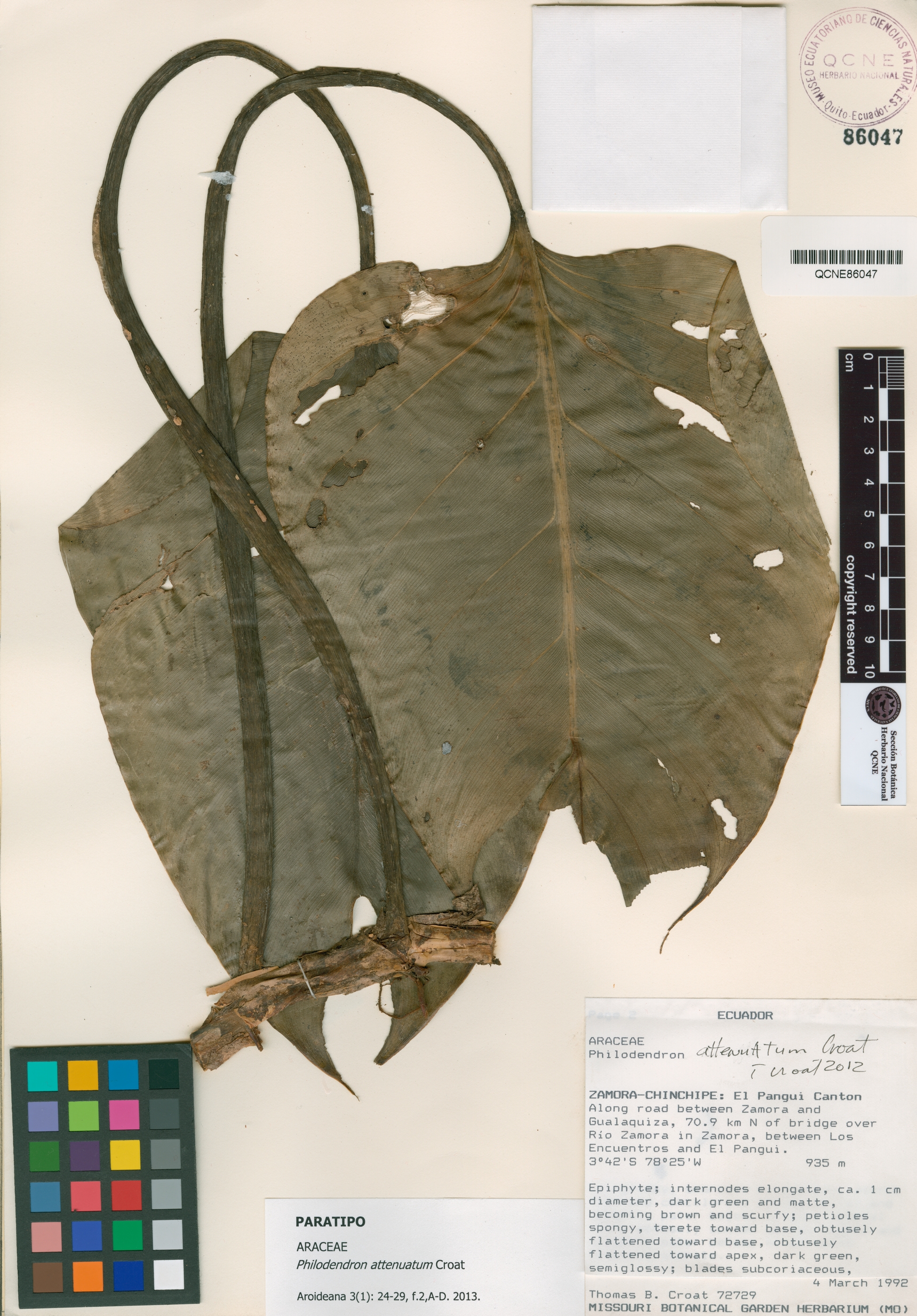 Philodendron attenuatum image