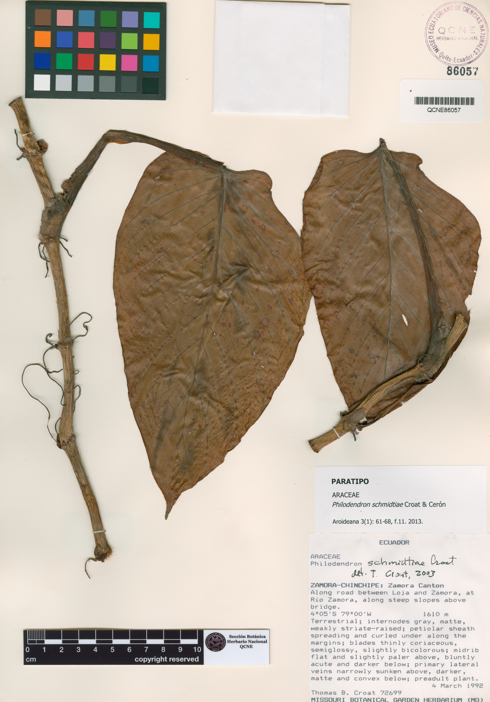 Philodendron schmidtiae image