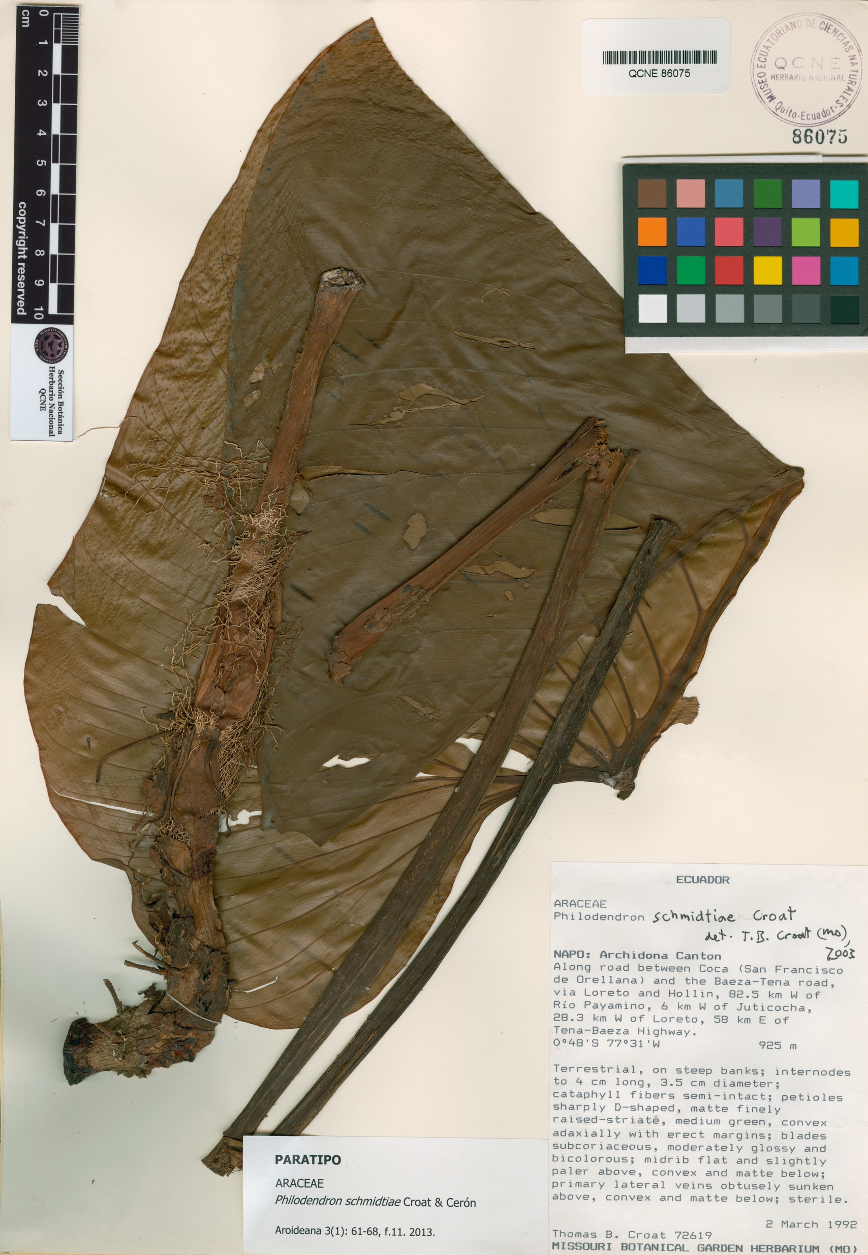 Philodendron schmidtiae image