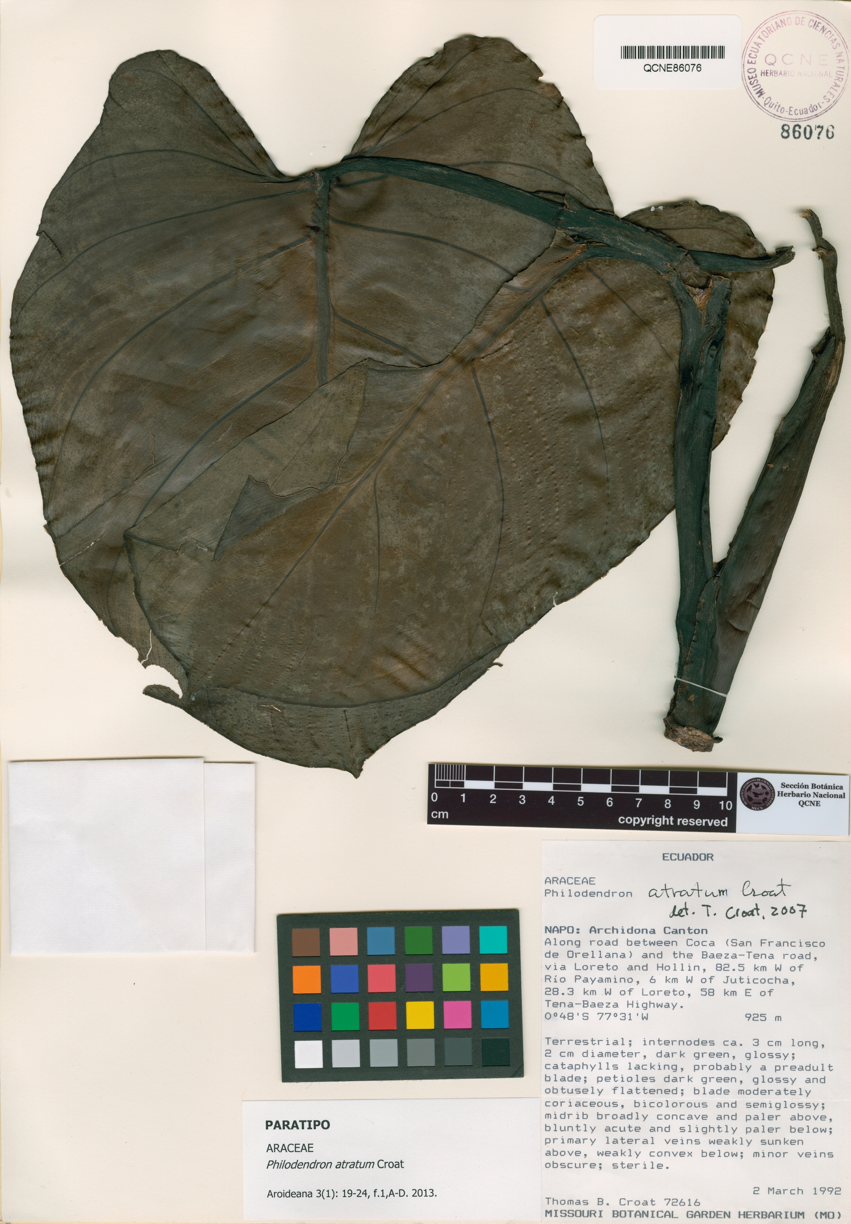 Philodendron atratum image