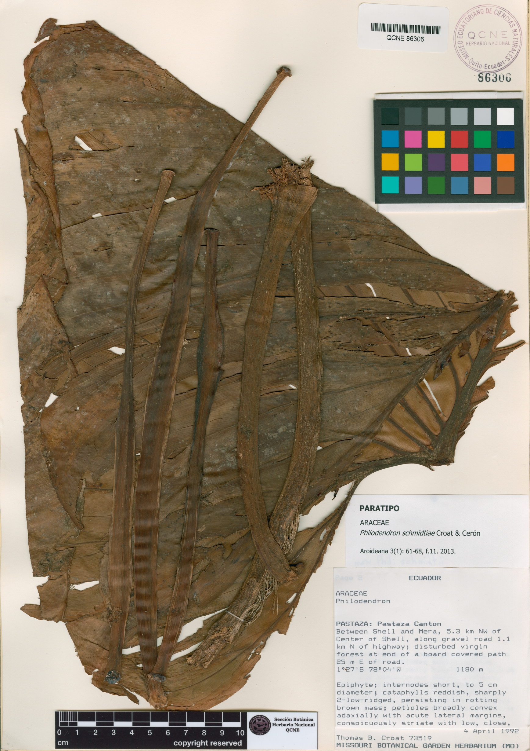 Philodendron schmidtiae image