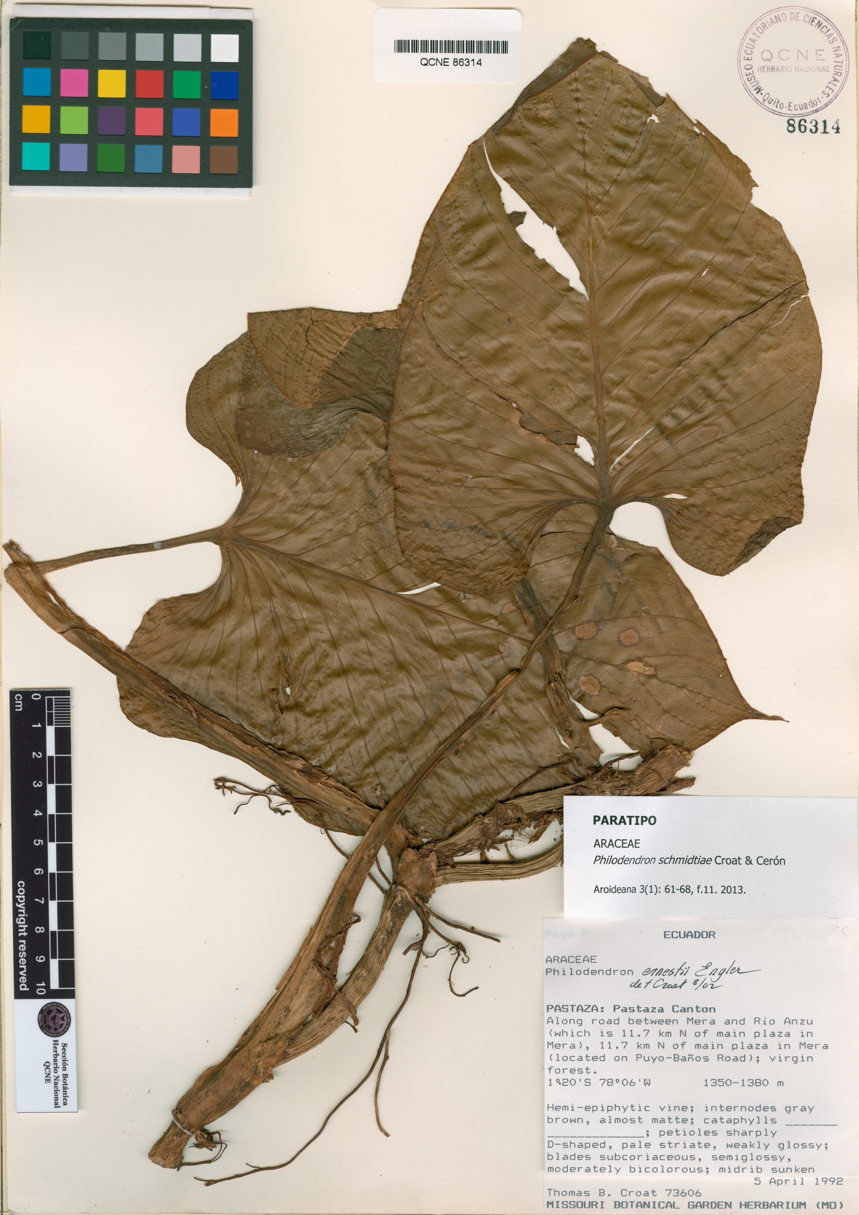 Philodendron schmidtiae image