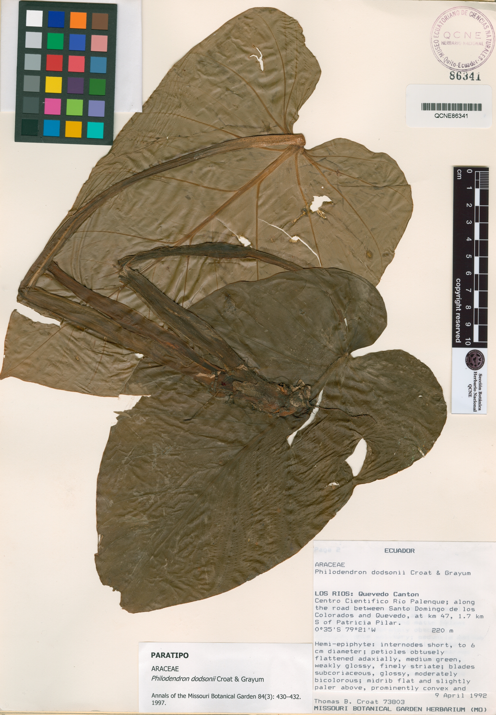 Philodendron dodsonii image