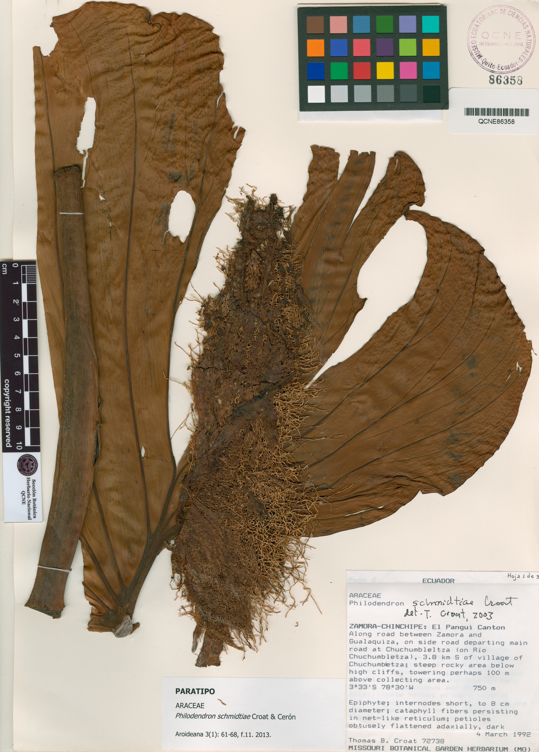 Philodendron schmidtiae image