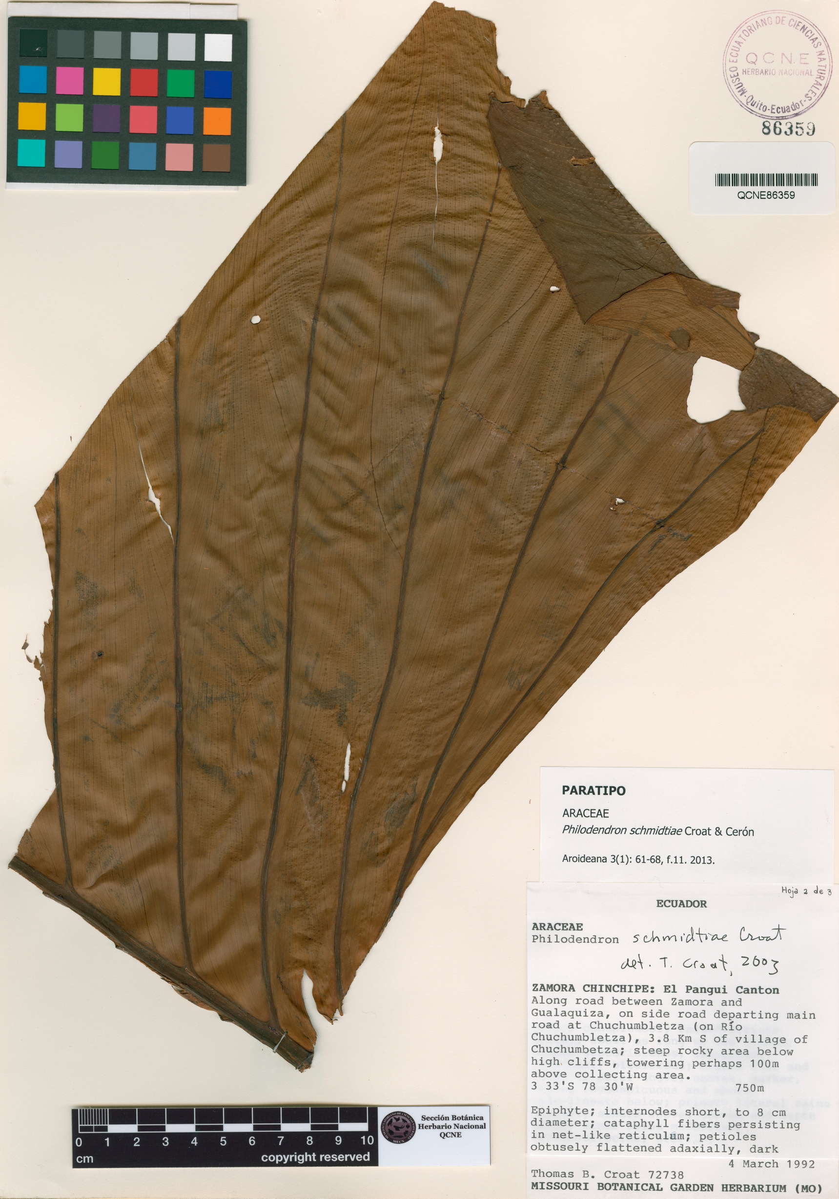 Philodendron schmidtiae image