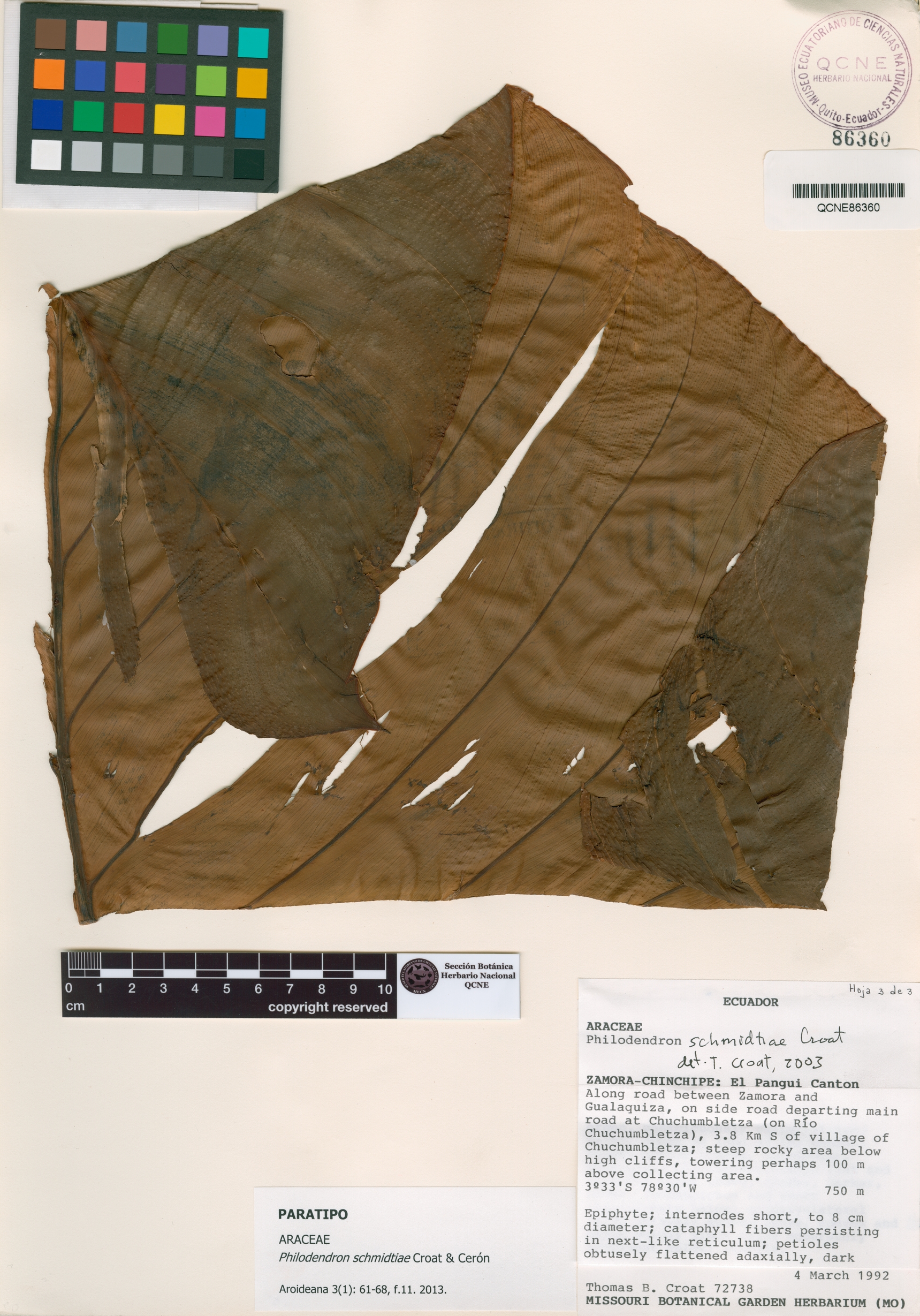 Philodendron schmidtiae image