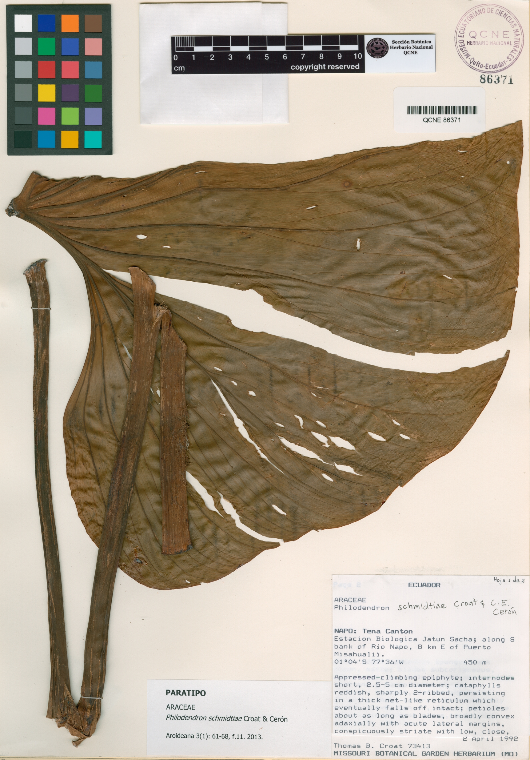 Philodendron schmidtiae image