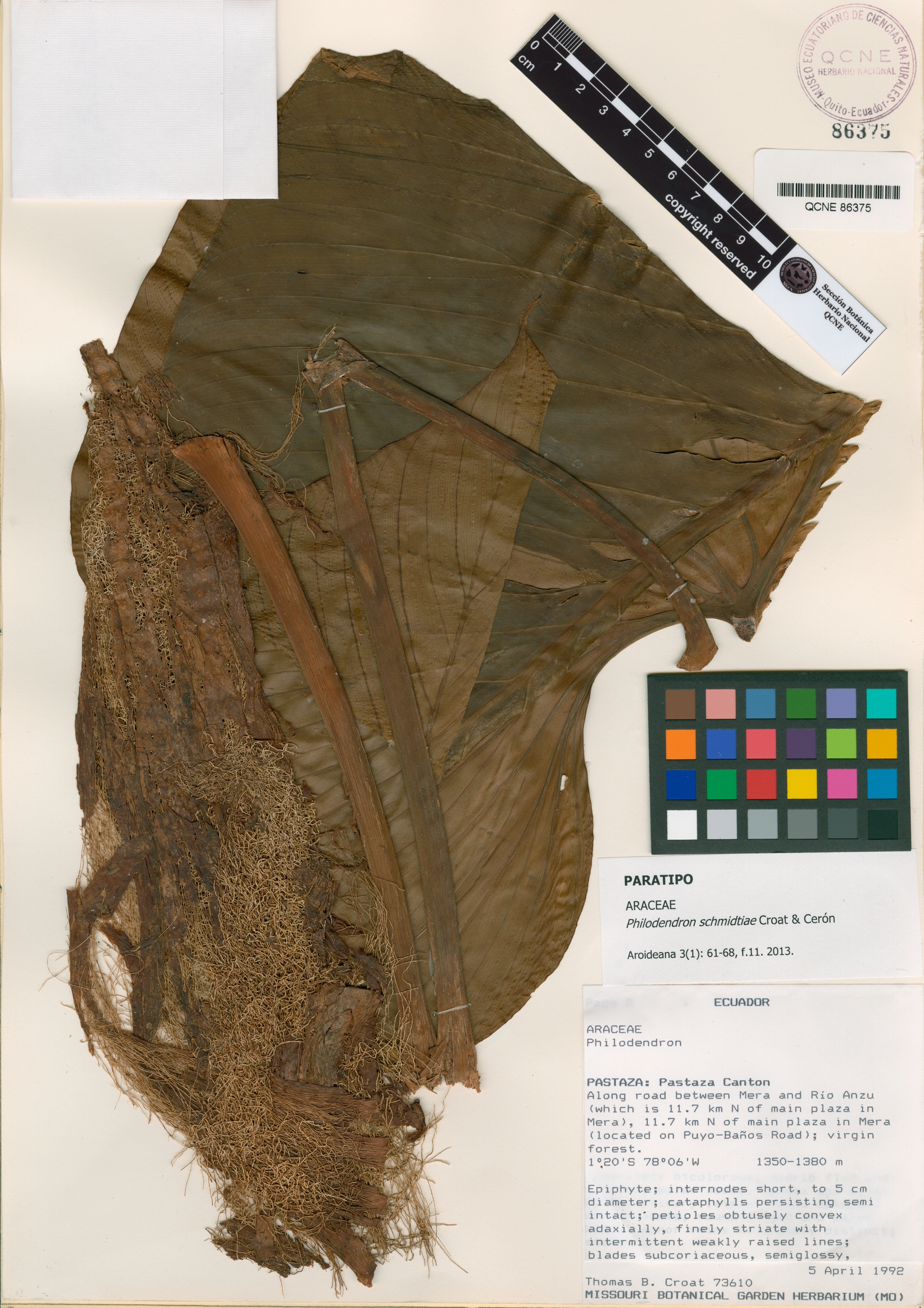 Philodendron schmidtiae image