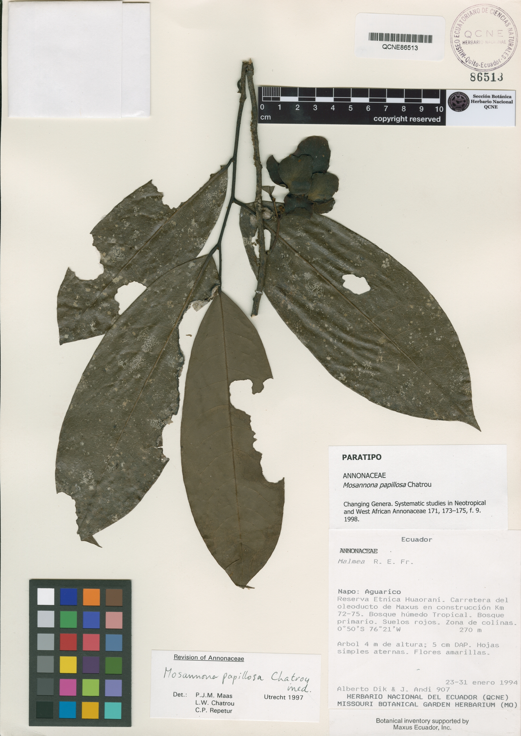 Mosannona papillosa image