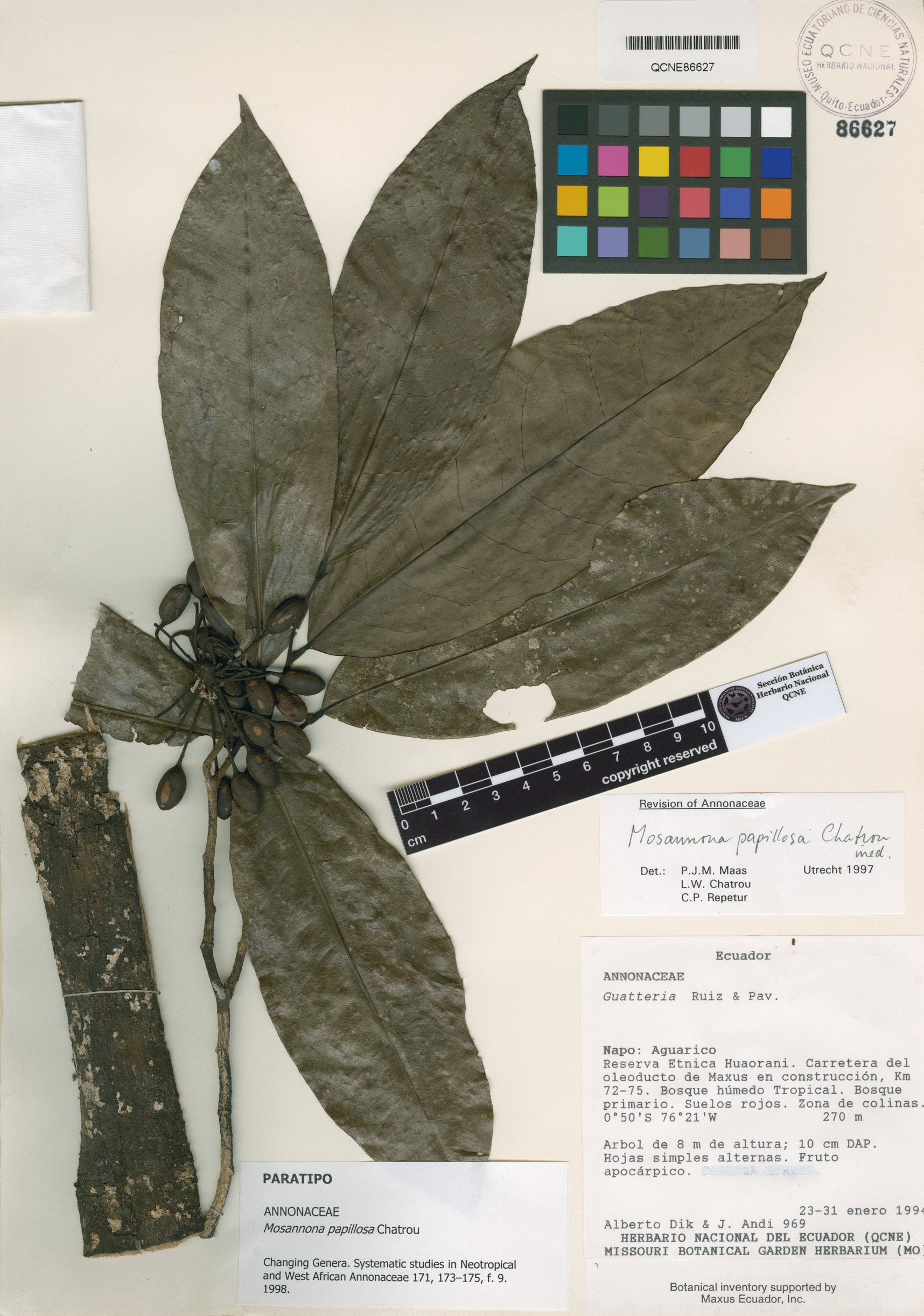 Mosannona papillosa image