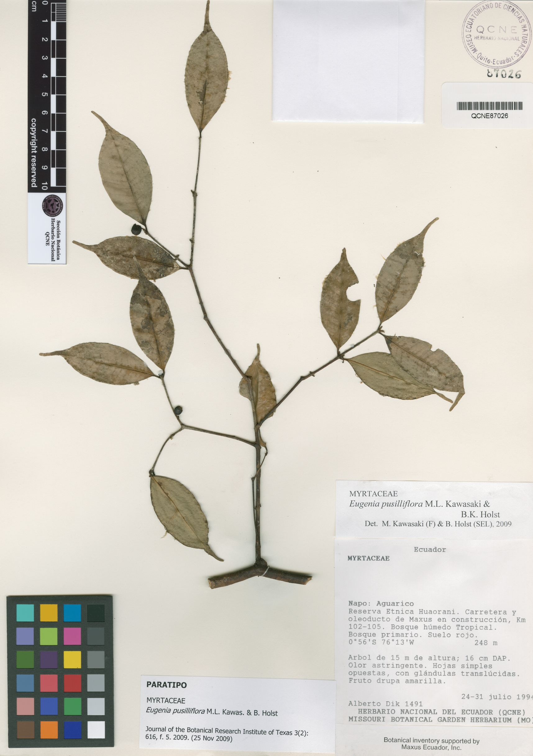 Eugenia pusilliflora image