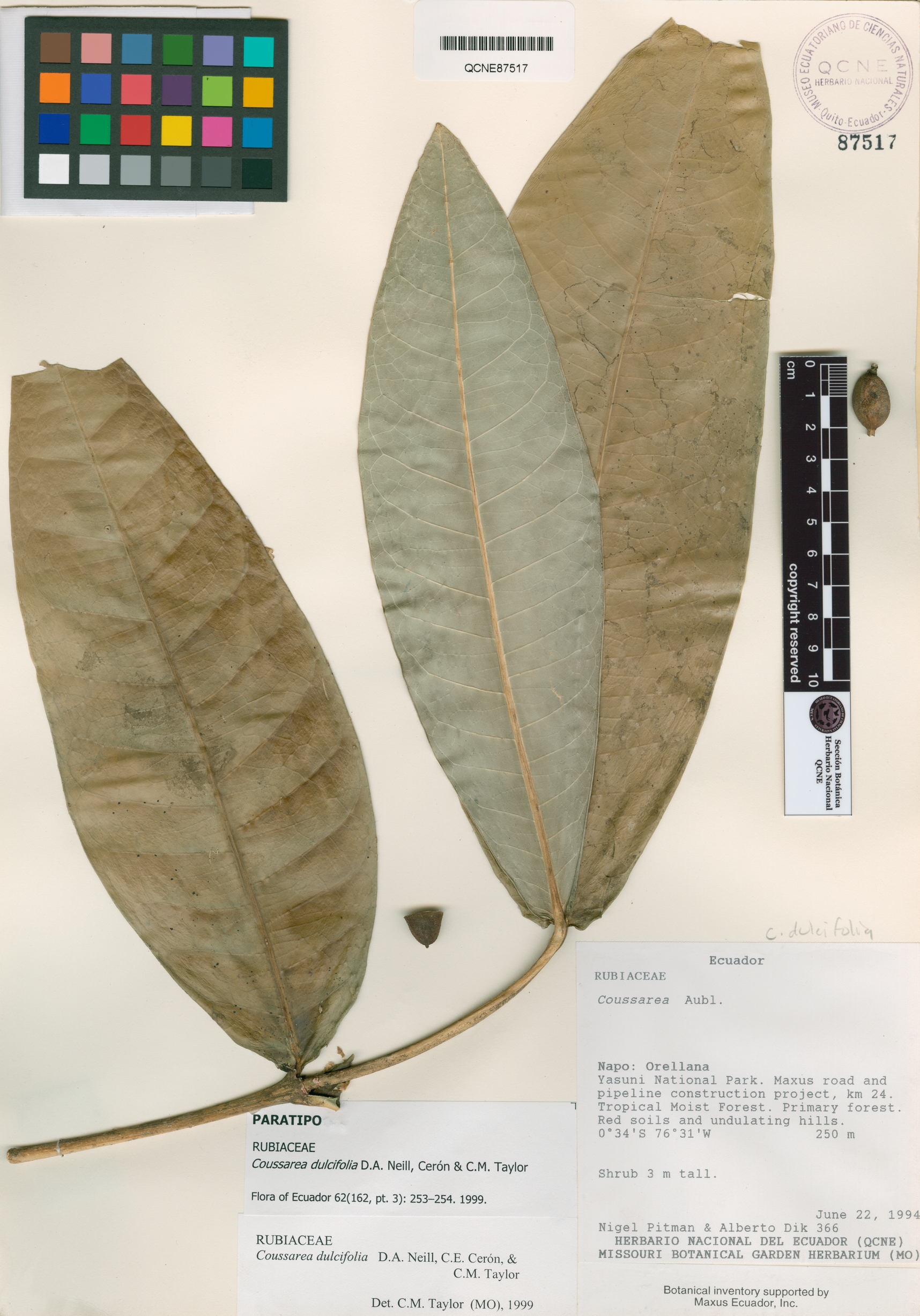 Coussarea dulcifolia image