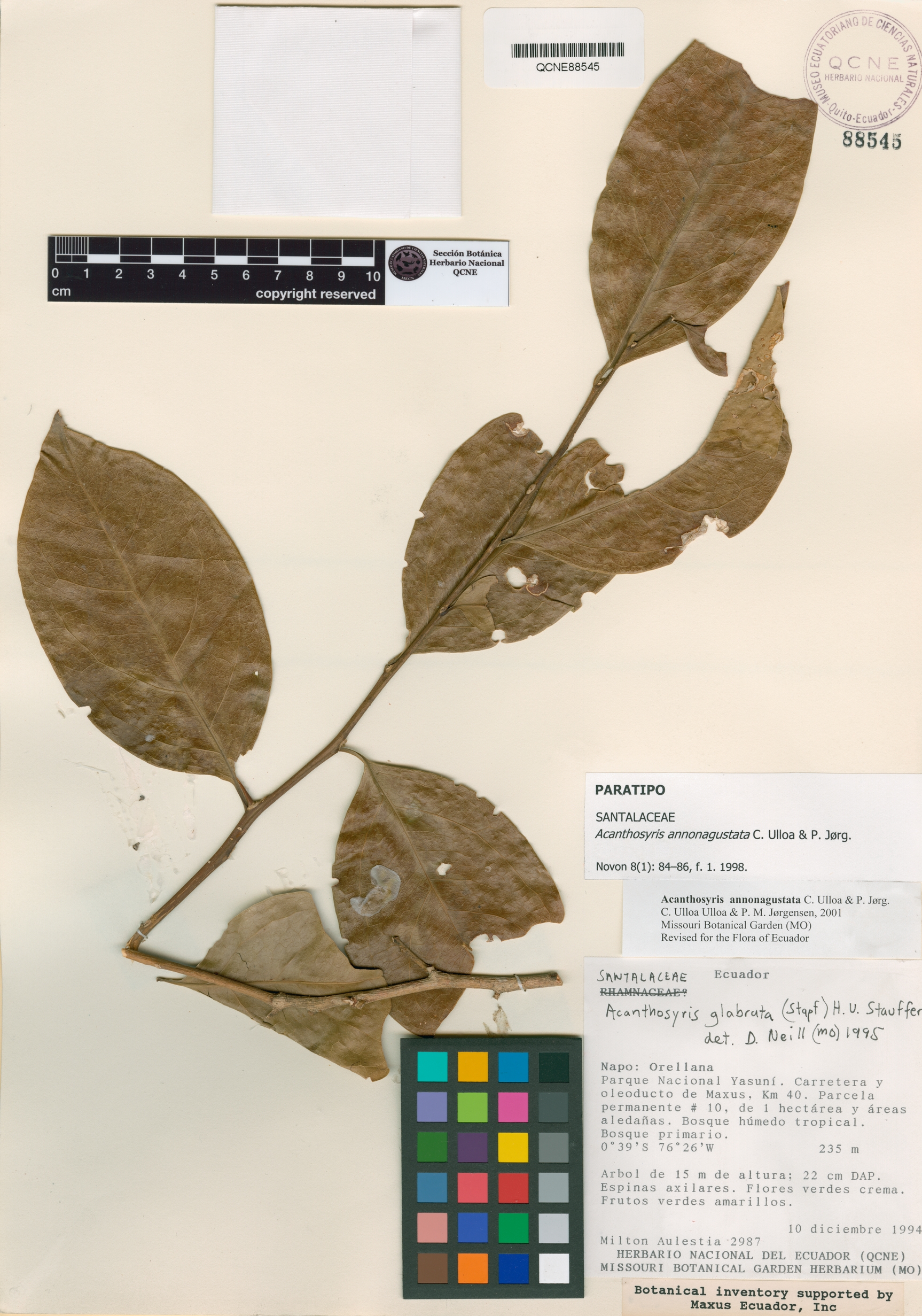 Acanthosyris annonagustata image