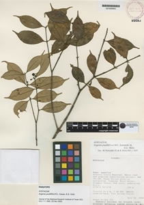 Eugenia pusilliflora image