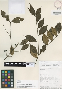 Eugenia pusilliflora image