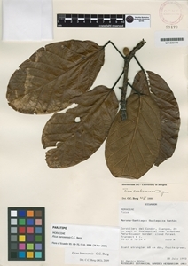 Ficus banosensis image