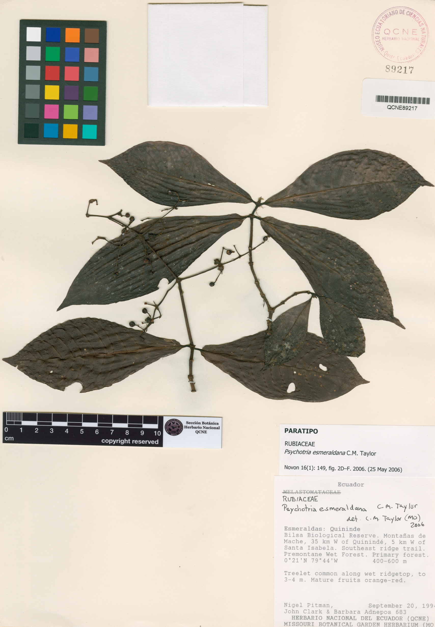 Psychotria esmeraldana image