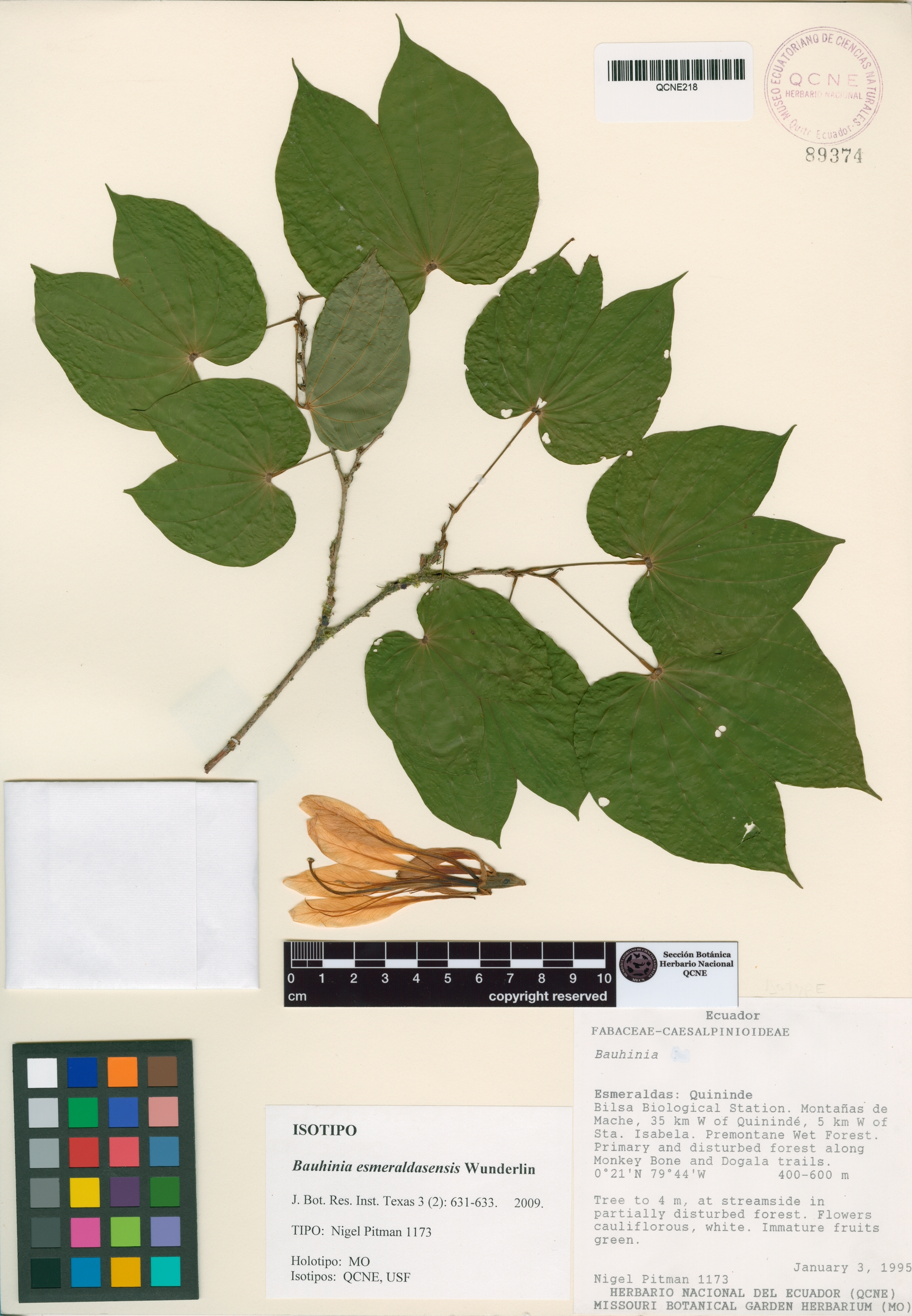 Bauhinia esmeraldasensis image