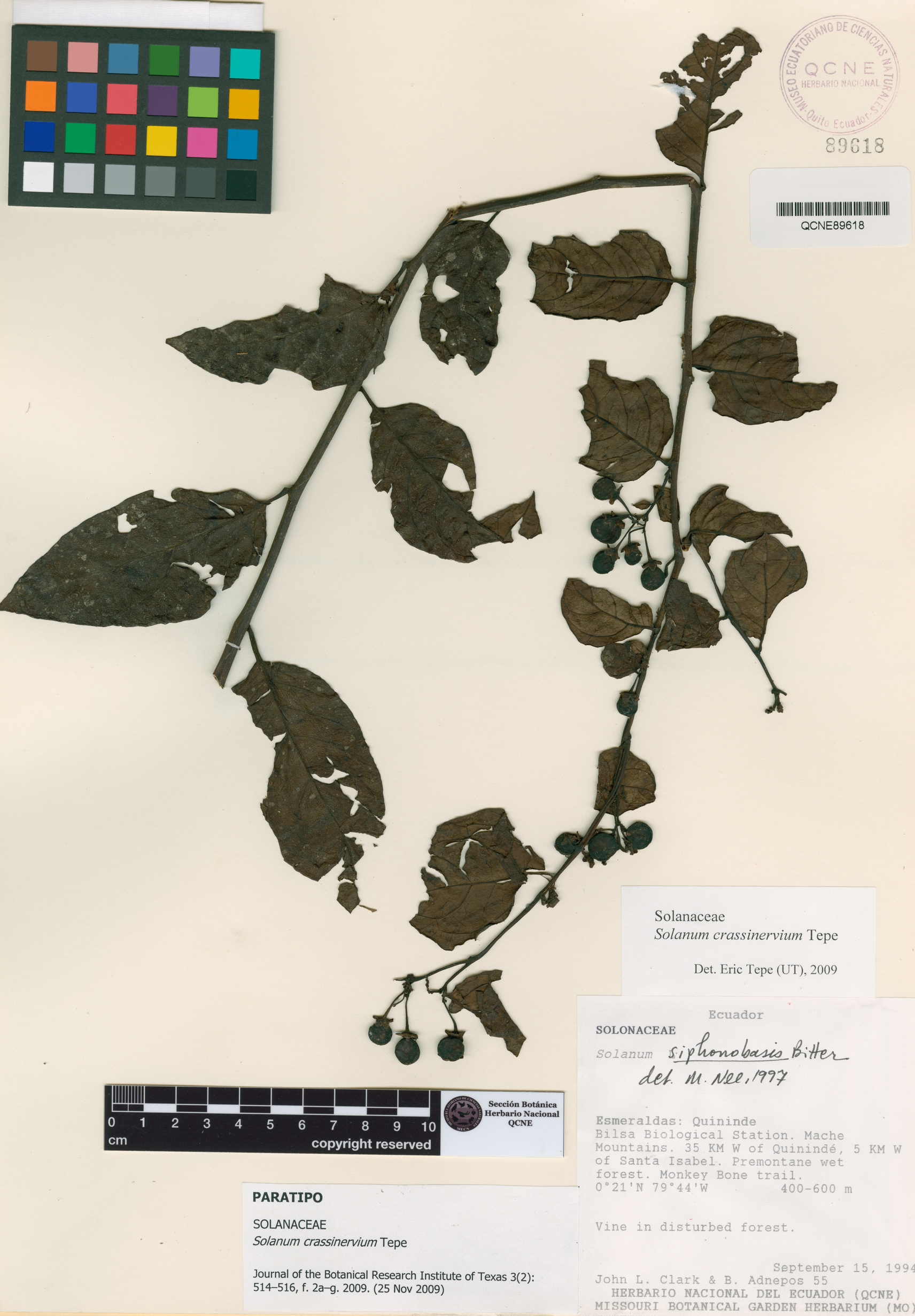 Solanum crassinervium image