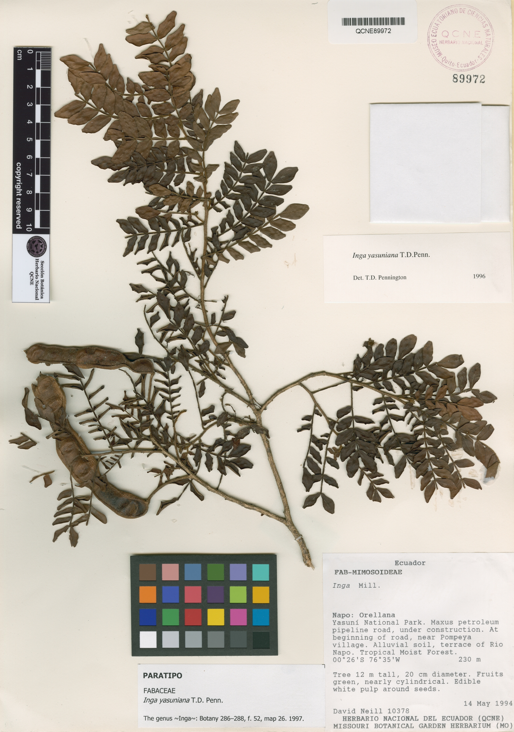 Inga yasuniana image