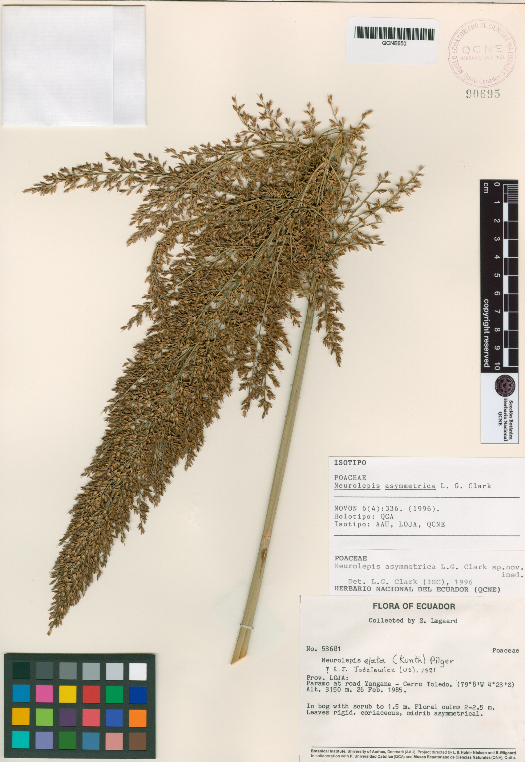 Neurolepis asymmetrica image