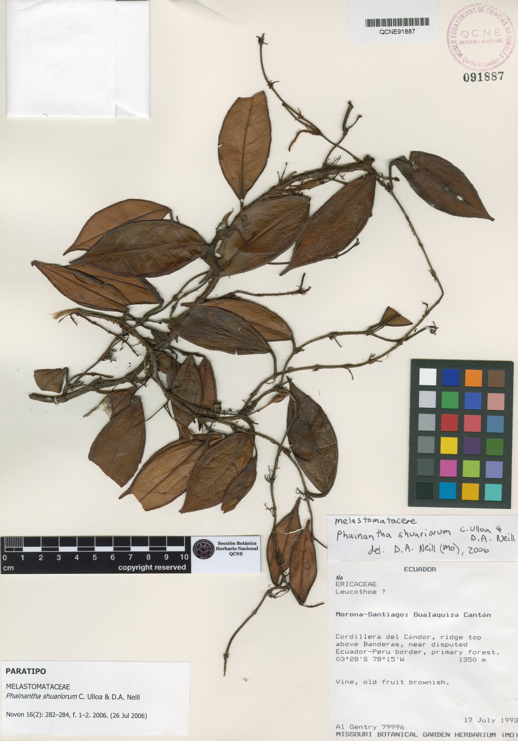 Phainantha shuariorum image