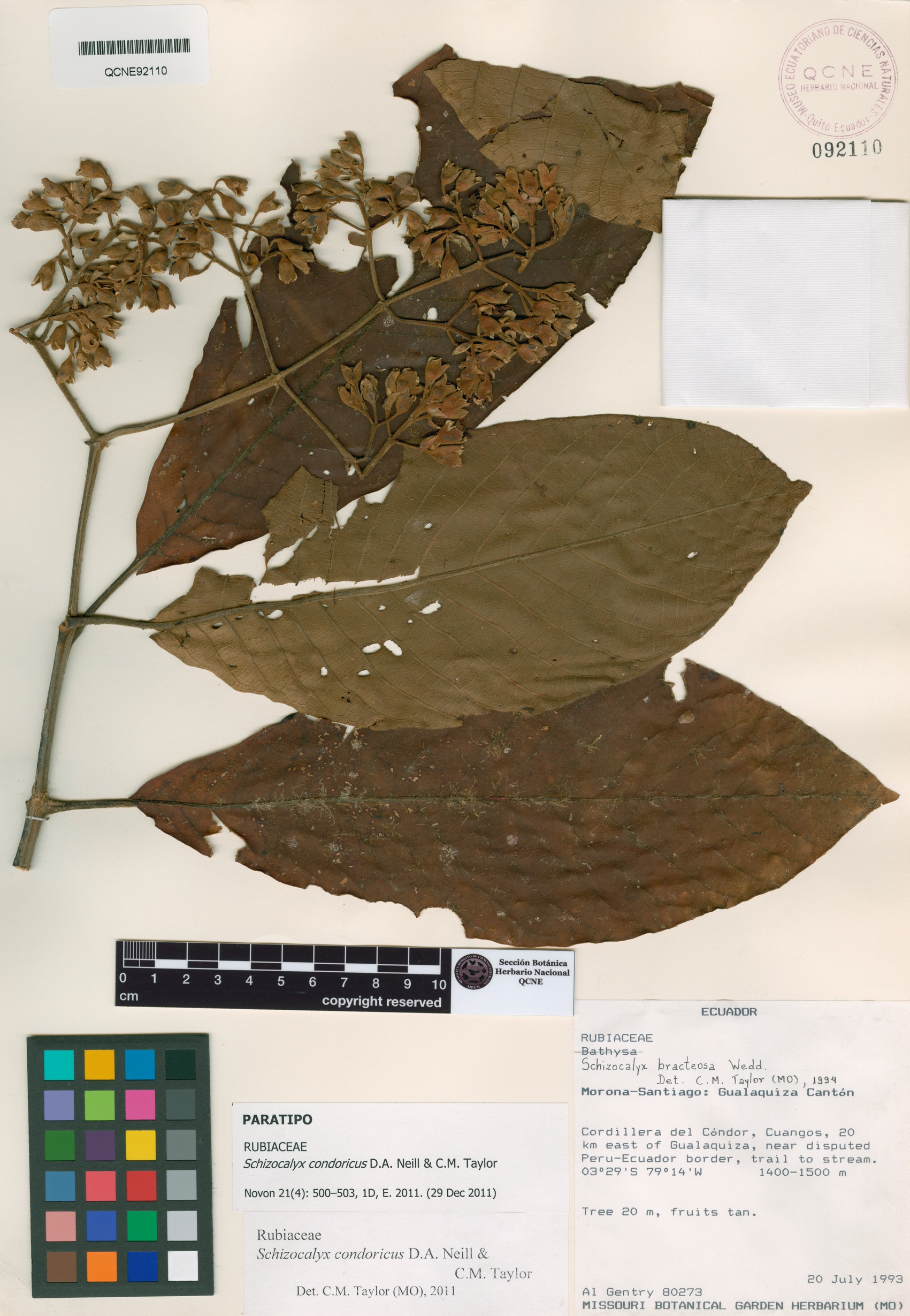 Schizocalyx condoricus image