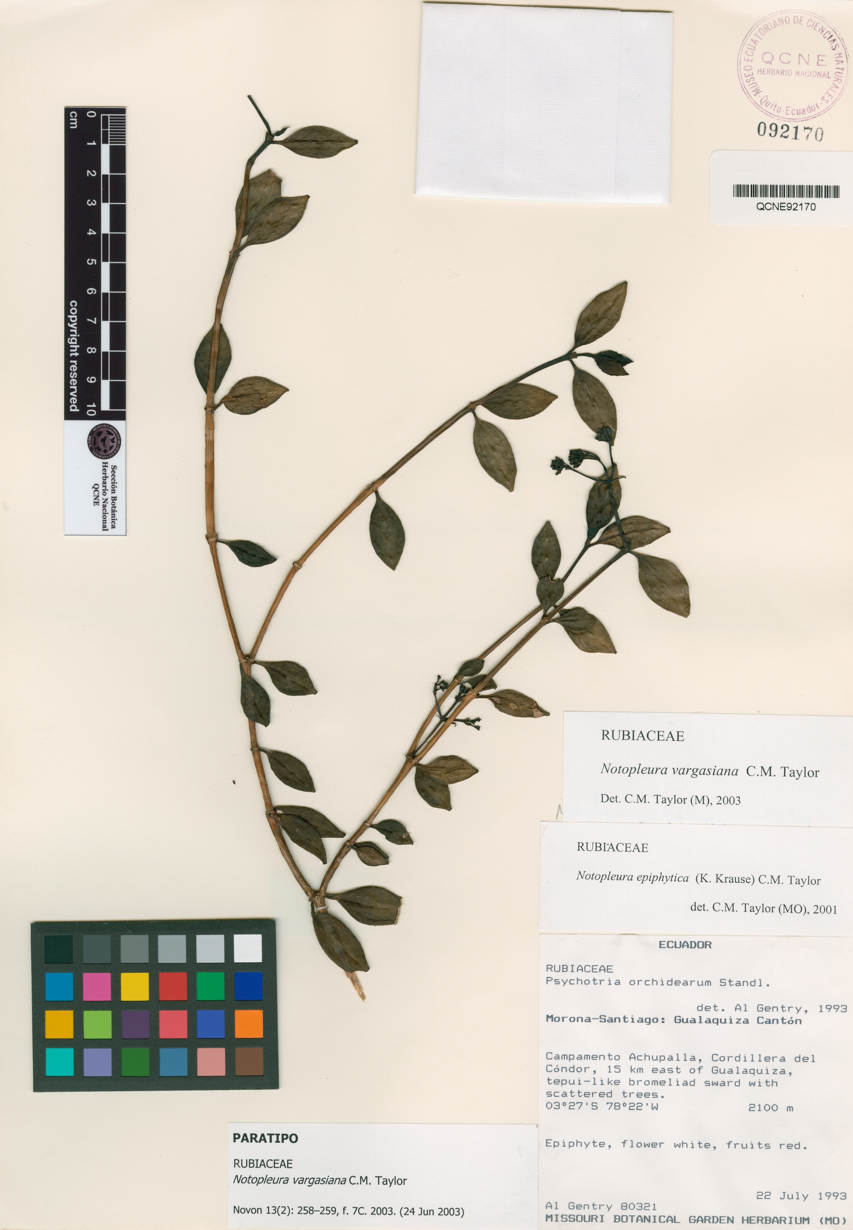 Notopleura vargasiana image